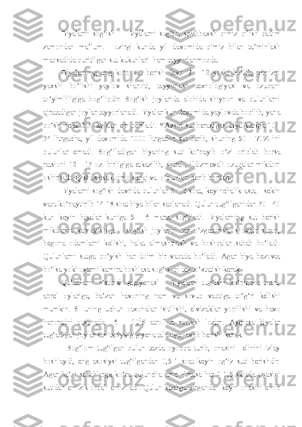 B iyalarni   sog‘ish     -   Biyalarni   sog‘ib,   shifobaxsh   qimiz   qilish   qadim
zamondan   ma’lum.   Hozirgi   kunda   yil   davomida   qimiz   bilan   ta’minlash
maqsadida quritilgan sut kukunlari  ham tayyorlanmoqda.
Biyalarning   eng   ko‘p   sut   berish   davri   7   -   12   yoshi   bo‘lib,   qimizni
yaxshi   bo‘lishi   yaylov   sharoiti,   tayyorlash   texnologiyasi   va   ozuqani
to‘yimliligiga   bog‘liqdir.   Sog‘ish   joylarida   alohida   shiypon   va   qulunlarni
ajratadigan joylar tayyorlanadi. Biyalar kun davomida yaylovda boqilib, yana
qo‘shimcha 2-3   kg dan em beriladi. YAxshi sut beradigan biya kuniga 10 -
24   litrgacha,   yil   davomida   1000   litrgacha   sut   berib,   shuning   50   -   70%   ini
qulunlar   emadi.   Sog‘iladigan   biyaning   suti   ko‘payib   o‘zi   oriqlab   borsa
ratsioni   12   -   13   oz.   birligiga   etkazilib,   shirali,   ildizmevali   ozuqalar   mikdori
oshiriladi. Qishda esa doimo senaj va  o‘t unlari berib boriladi.
Biyalarni   sog‘ish   davrida   qulunlar   2   -   3   soat,   keyinchalik   asta   -   sekin
vaqt ko‘paytirilb 14-18 soat biya bilan saqlanadi. Qulun tug‘ilganidan 30 - 40
kun   keyin   biyalar   kuniga   5   -   6   marta   sog‘iladi.   Biyalarning   sut   berish
mikdorini   kamayishiga   -   sog‘ish   joylarini   tez   o‘zgartirish,   shovqin-suron,
begona   odamlarni   kelishi,   halat   almashtirish   va   boshqalar   sabab   bo‘ladi.
Qulunlarni   sutga   qo‘yish   har   doim   bir   vaqtda   bo‘ladi.   Agar   biya   bezovta
bo‘lsa yoki oxurni kamira boshlasa sog‘ishni tez to‘xtatish kerak.
Q ulunlarni   o‘stirish   gigiyenasi   -   Biyalarni   tug‘ishi   ko‘pincha   mart,
aprel   oylariga,   ba’zan   havoning   nam   va   sovuq   vaqtiga   to‘g‘ri   kelishi
mumkin.   SHuning   uchun   otxonalar   isitilishi,   elvizaklar   yopilishi   va   havo
haroratini   otxonada   +6   +   10 0
S   atrofida   saqlash   lozim.   Ayniqsa   biyalar
tug‘adigan joylar sanitariya-gigiyena talabiga javob berishi kerak.
              Sog‘lom   tug‘ilgan   qulun   tezda   oyoqqa   turib,   onasini     elinini   izlay
boshlaydi,   eng   asosiysi   tug‘ilgandan   0,5-1   soat   keyin   og‘iz   suti   berishdir.
Agar   ba’zi   sabablarga   ko‘ra   quluncha   ema   olmasa   har   1-1,5   saotda   onasini
sutidan emizik orqali emiziladi. Qulun kuchga kirgandan keyin onasini emib 