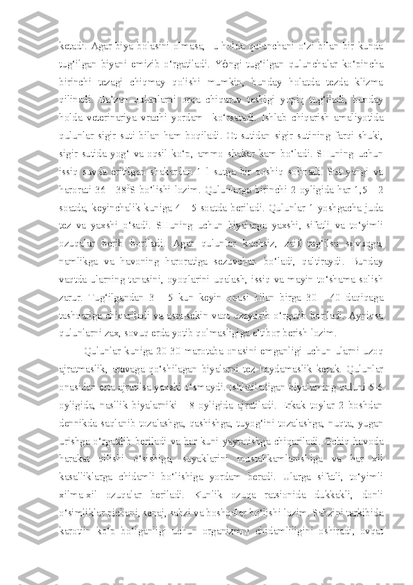 ketadi.  Agar  biya  bolasini  olmasa,    u  holda  qulunchani  o‘zi  bilan  bir  kunda
tug‘ilgan   biyani   emizib   o‘rgatiladi.   Y ф ngi   tug‘ilgan   qulunchalar   ko‘pincha
birinchi   tezagi   chiqmay   qolishi   mumkin,   bunday   holatda   tezda   klizma
qilinadi.   Ba’zan   qulunlarni   orqa   chiqaruv   teshigi   yopiq   tug‘iladi,   bunday
holda   veterinariya   vrachi   yordam     ko‘rsatadi.   Ishlab   chiqarish   amaliyotida
qulunlar   sigir   suti   bilan   ham   boqiladi.   Ot   sutidan   sigir   sutining   farqi   shuki,
sigir   sutida   yog‘   va   oqsil   ko‘p,   ammo   shakar   kam   bo‘ladi.   SHuning   uchun
issiq   suvda   eritilgan   shakardan   1   l   sutga   bir   qoshiq   solinadi.   Sut   yangi   va
harorati  36 -  38 0
S bo‘lishi lozim. Qulunlarga birinchi 2  oyligida  har  1,5  - 2
soatda, keyinchalik kuniga 4 - 5 soatda beriladi. Qulunlar 1 yoshgacha juda
tez   va   yaxshi   o‘sadi.   SHuning   uchun   biyalarga   yaxshi,   sifatli   va   to‘yimli
ozuqalar   berib   boriladi.   Agar   qulunlar   kuchsiz,   zaif   tug‘ilsa   sovuqga,
namlikga   va   havoning   haroratiga   sezuvchan   bo‘ladi,   qaltiraydi.   Bunday
vaqtda ularning tanasini, oyoqlarini uqalash, issiq va mayin to‘shama solish
zarur.   Tug‘ilgandan   3   -   5   kun   keyin   onasi   bilan   birga   30   -   40   daqiqaga
tashqariga chiqariladi va asta-sekin vaqt uzaytirib o‘rgatib boriladi. Ayniqsa
qulunlarni zax, sovuq erda yotib qolmasligiga e’tibor berish lozim.
Qulunlar   kuniga   20-30   marotaba   onasini   emganligi   uchun   ularni   uzoq
ajratmaslik,   aravaga   qo‘shilagan   biyalarni   tez   haydamaslik   kerak.   Qulunlar
onasidan erta ajratilsa yaxshi o‘smaydi. Ishlatiladigan biyalarning quluni 5-6
oyligida,   nasllik   biyalarniki   -   8   oyligida   ajratiladi.   Erkak   toylar   2   boshdan
dennikda  saqlanib  tozalashga,  qashishga,  tuyog‘ini  tozalashga,  nuqta,  yugan
urishga o‘rgatilib beriladi va har kuni yayratishga chiqariladi. Ochiq havoda
harakat   qilishi   o‘sishiga,   suyaklarini   mustahkamlanishiga   va   har   xil
kasalliklarga   chidamli   bo‘lishiga   yordam   beradi.   Ularga   sifatli,   to‘yimli
xilma-xil   ozuqalar   beriladi.   Kunlik   ozuqa   ratsionida   dukkakli,   donli
o‘simliklar pichani, senaj, sabzi va boshqalar bo‘lishi lozim. Sabzini tarkibida
karotiin   ko‘p   bo‘lganligi   uchun   organizmni   chidamliligini   oshiradi,   ovqat 