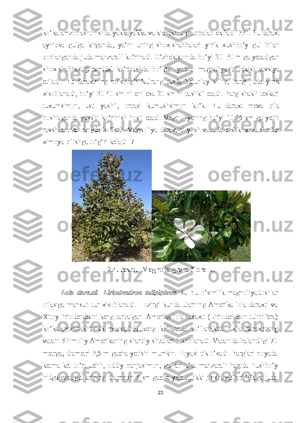 ko‘kalamzorlashtirishda yakkayakka va kichikroq gruppalab ekiladi [33]. Bu daraxt
ayniqsa   gulga   kirganda,   ya‘ni   uning   shox-shabbalari   yirik   xushbo‘y   gul   bilan
qoplanganda juda manzarali ko‘rinadi. O‘zbekistonda bo‘yi 20- 30 m ga yetadigan
shox-shabbasi   piramidal   ko‘rinishda   bo‘lgan   yapon   magnoliyasini   ekish   tavsiya
etiladi.   Bu   daraxtning   po‘stlog‘i   kulrang   tusda   butunlay   silliq,   bargi   juda   yirik
xisoblanadi,   bo‘yi   30-40   sm   ni   eni   esa   20   sm   ni   tashkil   etadi.   Barg   shakli   teskari
tuxumsimon,   usti   yashil,   orqasi   kumushsimon   ko‘k.   Bu   daraxt   meva   qila
boshlaganda   yaxshi   ko‘rinish   hosil   etadi.   Magnoliyaning   bo‘yi   10-15   sm   ga   yetib
ravshan qizil rangda bo‘ladi. Magnoliya daraxtini yosh vaqtida qishki sovuqlardan
ximoya qilishga to‘g‘ri keladi [7].
2.4.-rasm.     Magnolia grandiflora L.
   
Lola   daraxti-   Liriodendron   tulipiphera   L .   Bu   o’simlik   magnoliyadoshlar
oilasiga   mansub   tur   xisoblanadi.   Hozirgi   kunda   ularning   Amerika   lola   daraxti   va
Xitoy liriodendroni keng tarqalgan. Amerika lola daraxti (Liriodendron tulipifera)
ko‘kalamzorlashtirish   maqsadida   keng   ko’lamda   qo‘llaniladi.   Lola   daraxtining
vatani Shimoliy Amerikaning sharqiy shtatlari hisoblanadi. Vatanida balandligi 70
metrga,  diametri  3,5 m  gacha  yetishi  mumkin. Poyasi  tik o‘sadi. Barglari  poyada
ketma-ket   to‘rt   uchli,   oddiy   panjasimon,   gullari   o‘ta   manzarali   hamda   hushbo’y
hidga  ega,  gullarining  diametiri  6  sm   gacha  yetadi,  ikki  jinsli,  gullari   lolaga  juda
23  
  