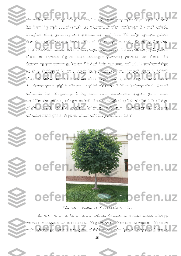 piramidasimon supurgi to‘pgulni hosil qiladi, aprel-may oylarida gullaydi. Mevasi
2,5-3 sm  li yong‘oqqa o‘xshash  usti tikanchalar  bilan qoplangan 3 xonali ko‘sak.
Urug‘lari   silliq,   yaltiroq,   asos   qismida   oq   dog‘i   bor.   Yil   bo‘yi   ayniqsa   gulash
davrida   ajoyib   manzara   beradi.   Vatani   Bolqon   yarim   oroli,   Shimoliy   Gretsiya.
[31,7]. Kashtan daraxti sekin o‘sadi, soyalikka bardosh beradi, sersuv joyda yaxshi
o‘sadi   va   organik   o‘gitlar   bilan   ishlangan   yumshoq   yerlarda   tez   o‘sadi.   Bu
daraxtning  yon   tomoniga   ketgan   ildizlari   juda  baquvvat   bo‘ladi.  U   yoshartirishga
va   shox-shabbasini   ko‘proq   qaychilashga   bardosh   bera   olmaydi.   Buni   ko‘chirib
o‘tqazish  uchun ildiz sistemasi  uni o‘rab turgan tuproq bilan birga olinishi  kerak.
Bu   daraxt   yangi   yig‘ib   olingan   urug‘ini   ekish   yo‘li   bilan   ko‘paytiriladi.   Urug‘i
ko‘lamda   har   klogramga   6   kg   nam   qum   aralashtirib   quyish   yo‘li   bilan
stratifikatsiya   qilinib,   so‘ngra   ekiladi.   Buning   urug‘ini   qo‘lda   yig‘ishtirib   olishga
to‘g‘ri   keladi,   chunki   asphalt   ko‘chaga   to‘kilgan   urug‘   yorilib   o‘zining
ko‘karuvchanligini 30% ga va undan ko’proq yo’qotadi. [63,7]
2.6.-rasm. Aessulus hippacastanum L.
            Xonaki   nandina- Nandina   domestica .   Ziradoshlar-Berberidaceae   oilasiga
mansub   monotipik   tur   xisoblanadi.   Yagona   vakili   Nandina   domestica.   Nandina
muhit sharoitiga qarab 5-6 m gacha o’sishi mumkin bo’lgan doimiy yashil daraxt.
25  
  