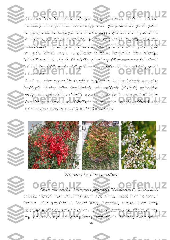 Ko’pincha   buta   ko’rinishida   uchraydi,   barglari   bambuk   barglarini   eslatadi.
Bahorda   yosh   barglari   biroz   pushti   rangga   kiradi,   yozga   kelib   ular   yorqin   yashil
rangga   aylanadi   va   kuzga   yaqinroq   binafsha   rangga   aylanadi.   Shuning   uchun   bir
xil   o’simlik   turli   rangdagi   barglarga   ega   bo’lishi   mumkin.   Yozning   boshlarida
butada katta shingil to’pgullar (panikulalar) paydo bo’ladi, har birining uzunligi 25
sm   gacha   ko’plab   mayda   oq   gullardan   iborat   va   barglaridan   biroz   balandga
ko’tarilib turadi. Kuzning boshiga kelib, gullardan yashil rezavor mevachalar hosil
bo’ladi,   ular   pishib   yorqin   qizil   yoki   oq   rangga   aylanadi.   Bu   tur   doimiy   yashil
o’simlik ammo 
-10 o  
C   va   undan   past   muhit   sharoitida   barglarini   to’kadi   va   bahorda   yana   o’sa
boshlaydi.   Bizning   iqlim   sharoitimizda   uni   tuvaklarda   (o’stirish)   yetishtirish
tavsiya   etiladi   chunki   bu   o’simlik   sovuqqa   chidamsiz,   Nandina   turli   xil   iqlim
sharoitlariga   moslashadi   va   o’simlikning   barcha   qismi   zharli   xisoblanadi.   Bu
o’simlik uchun qulay harorat 7 o 
C dan 13 o 
C xisoblanadi.
            
2.7.-rasm. Nandina domestica.
                Yapon   normushki-   Euonymus   japonicus   “ Aureopictus ”.   Celastraceae
oilasiga   mansub   mashhur   doimiy   yashil   buta   bo’lib,   odatda   o’zining   jozibali
barglari   uchun   yetushtiriladi.   Vatani   Xitoy,   Yaponiya,   Koreya.   O’simlikning
balandligi   6   m   gacha   yetishi   mumkin.   Euonymus   japonicus   “Aureopictus”   ning
eng   yorqin   xususiyat   uning   rang-barang   barglaridadir.   Yaltiroq,   quyuq   yashil
26  
  