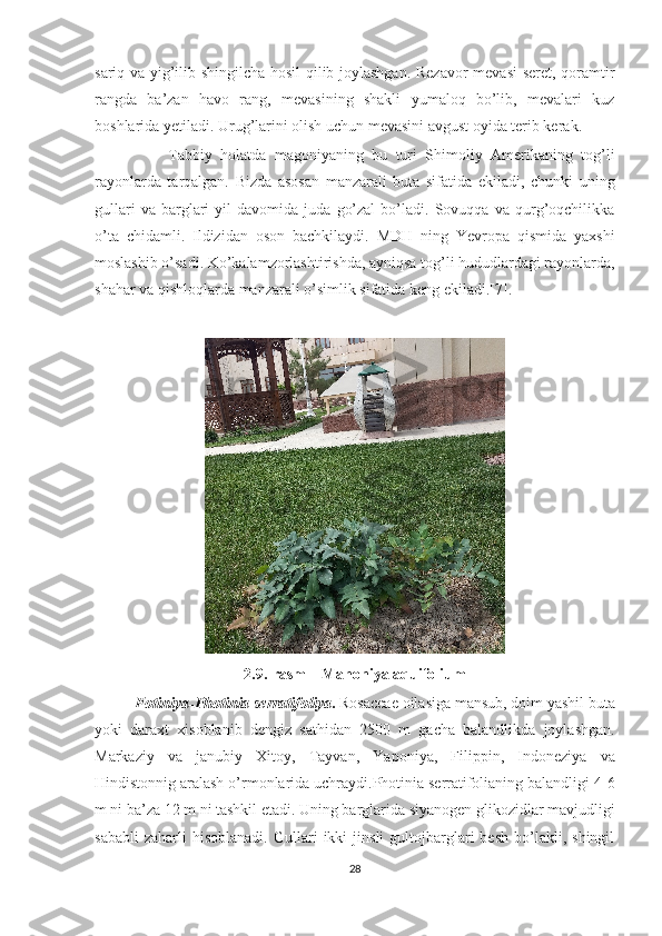 sariq va yig’ilib shingilcha hosil qilib joylashgan. Rezavor mevasi  seret, qoramtir
rangda   ba’zan   havo   rang,   mevasining   shakli   yumaloq   bo’lib,   mevalari   kuz
boshlarida yetiladi. Urug’larini olish uchun mevasini avgust oyida terib kerak. 
                  Tabbiy   holatda   magoniyaning   bu   turi   Shimoliy   Amerikaning   tog’li
rayonlarda   tarqalgan.   Bizda   asosan   manzarali   buta   sifatida   ekiladi,   chunki   uning
gullari   va  barglari   yil   davomida  juda   go’zal   bo’ladi.  Sovuqqa   va  qurg’oqchilikka
o’ta   chidamli.   Ildizidan   oson   bachkilaydi.   MDH   ning   Yevropa   qismida   yaxshi
moslashib o’sadi. Ko’kalamzorlashtirishda, ayniqsa tog’li hududlardagi rayonlarda,
shahar va qishloqlarda manzarali o’simlik sifatida keng ekiladi.[7].           
               
2.9.-rasm     Mahoniya aquifolium
           Fotiniya- Photinia serratifoliya .  Rosaceae oilasiga mansub, doim yashil buta
yoki   daraxt   xisoblanib   dengiz   sathidan   2500   m   gacha   balandlikda   joylashgan.
Markaziy   va   janubiy   Xitoy,   Tayvan,   Yaponiya,   Filippin,   Indoneziya   va
Hindistonnig aralash o’rmonlarida uchraydi.Photinia serratifolianing balandligi 4-6
m ni ba’za 12 m ni tashkil etadi. Uning barglarida siyanogen glikozidlar mavjudligi
sababli   zaharli   hisoblanadi.   Gullari   ikki   jinsli   gultojbarglari   besh   bo’lakli,  shingil
28  
  