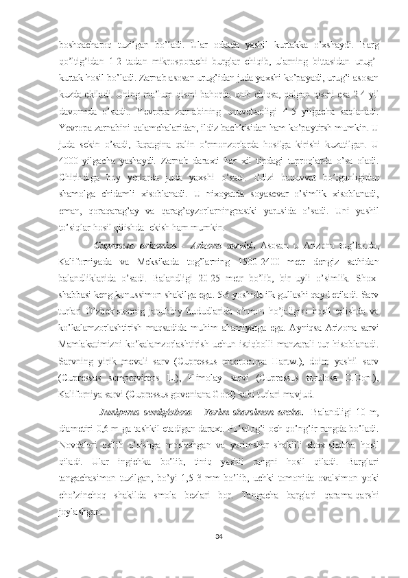 boshqacharoq   tuzilgan   bo’ladi.   Ular   odatda   yashil   kurtakka   o’xshaydi.   Barg
qo’ltig’idan   1-2   tadan   mikrosporachi   burglar   chiqib,   ularning   bittasidan   urug’-
kurtak hosil bo’ladi. Zarnab asosan urug’idan juda yaxshi ko’payadi, urug’i asosan
kuzda ekiladi. Uning ma’lum qismi bahorda unib chiqsa, qolgan qismi esa 2-4 yil
davomida   o’sadi..   Yevropa   zarnabining   unuvchanligi   4-5   yilgacha   saqlanadi.
Yevropa zarnabini qalamchalaridan, ildiz bachkisidan ham ko’paytirsh mumkin. U
juda   sekin   o’sadi,   faqatgina   qalin   o’rmonzorlarda   hosilga   kirishi   kuzatilgan.   U
4000   yilgacha   yashaydi.   Zarnab   daraxti   har   xil   tipdagi   tuproqlarda   o’sa   oladi.
Chirindiga   boy   yerlarda   juda   yaxshi   o’sadi.   Ildizi   baquvvat   bo’lganligidan
shamolga   chidamli   xisoblanadi.   U   nixoyatda   soyasevar   o’simlik   xisoblanadi,
eman,   qoraqarag’ay   va   qarag’ayzorlarningpastki   yarusida   o’sadi.   Uni   yashil
to’siqlar hosil qilishda  ekish ham mumkin. 
              Cupressus   arizonica   -   Arizona   sarvisi .   Asosan   u   Arizona   tog’larida,
Kaliforniyada   va   Meksikada   tog’larning   1500-2400   metr   dengiz   sathidan
balandliklarida   o’sadi.   Balandligi   20-25   metr   bo’lib,   bir   uyli   o’simlik.   Shox-
shabbasi keng konussimon shakilga ega. 5-6 yoshida ilk gullashi qayd etiladi. Sarv
turlari   O’zbekistonnig   janubbiy   hududlarida   o’rmon   ho’jaligini   hosil   qilishda   va
ko’kalamzorlashtirish   maqsadida   muhim   ahamiyatga   ega.   Ayniqsa   Arizona   sarvi
Mamlakatimizni   ko’kalamzorlashtirish   uchun   istiqbolli   manzarali   tur   hisoblanadi.
Sarvning   yirik   mevali   sarv   (Cupressus   macrocarpa   Hartw.),   doim   yashil   sarv
(Cupressus   sempervirens   L.),   Himolay   sarvi   (Cupressus   torulosa   D.Don.),
Kaliforniya sarvi (Cupressus goveniana Gord) kabi turlari mavjud.
                    Juniperus   semiglobosa   -   Yarim   sharsimon   archa .     Balandligi   10   m,
diametiri 0,6 m ga tashkil etadigan daraxt. Po’stlog’i och qo’ng’ir rangda bo’ladi.
Novdalari   osilib   o’sishga   moslashgan   va   yarimshar   shakilli   shox-shabba   hosil
qiladi.   Ular   ingichka   bo’lib,   tiniq   yashil   rangni   hosil   qiladi.   Barglari
tangachasimon   tuzilgan,   bo’yi   1,5-3   mm   bo’lib,   uchki   tomonida   ovalsimon   yoki
cho’zinchoq   shakilda   smola   bezlari   bor.   Tangacha   barglari   qarama-qarshi
joylashgan.
34  
  