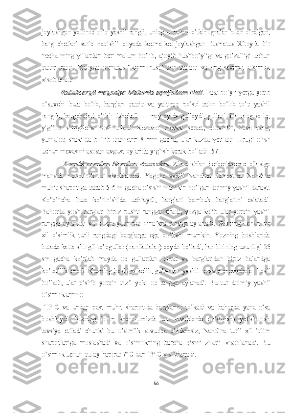 joylashgan yaltiroq to’q yashil rangli, uning qirralari o’tkir ignalar bilan o’ralgan,
barg   chetlari   sariq   naqishli   poyada   ketma-ket   joylashgan.   Osmatus   Xitoyda   bir
necha   ming   yillardan   beri   malum   bo’lib,   ajoyib   hushbo’yligi   va   go’zalligi   uchun
qadirlanadi.   Xitoyda   osmatus   “kinmohusi”   deb   ataladi   va   eng   sevimli   o’simlik
xisoblanadi.
                Radubbargli  magoniya-Mahonia aquifolium Nutt . Past  bo’yli yerga yotib
o’suvchi   buta   bo’ib,   barglari   qattiq   va   yaltiroq   po’sti   qalin   bo’lib   to’q   yashil
rangda, bargchalari  o’tkir  tishchali. U may oyida gullaydi, gullari tilla rang sariq,
yig’ilib   shingilcha   hosil   qiladi.   Rezavor   mevasi   seraet,   qoramtir,   havo   rang,
yumaloq   shakilda   bo’lib   diametiri   8   mm   gacha,   ular   kuzda   yetiladi.   Urug’   olish
uchun mevasini asosan avgust oylarida yig’ish kerak bo’ladi [57].
              Xonaki   nandina-Nandina   domestica.   Ziradoshlar-Berberidaceae   oilasiga
mansub   monotipik   tur   xisoblanadi.   Yagona   vakili   Nandina   domestica.   Nandina
muhit sharoitiga qarab 5-6 m gacha o’sishi mumkin bo’lgan doimiy yashil daraxt.
Ko’pincha   buta   ko’rinishida   uchraydi,   barglari   bambuk   barglarini   eslatadi.
Bahorda   yosh   barglari   biroz   pushti   rangga   kiradi,   yozga   kelib   ular   yorqin   yashil
rangga   aylanadi   va   kuzga   yaqinroq   binafsha   rangga   aylanadi.   Shuning   uchun   bir
xil   o’simlik   turli   rangdagi   barglarga   ega   bo’lishi   mumkin.   Yozning   boshlarida
butada katta shingil to’pgullar (panikulalar) paydo bo’ladi, har birining uzunligi 25
sm   gacha   ko’plab   mayda   oq   gullardan   iborat   va   barglaridan   biroz   balandga
ko’tarilib turadi. Kuzning boshiga kelib, gullardan yashil rezavor mevachalar hosil
bo’ladi,   ular   pishib   yorqin   qizil   yoki   oq   rangga   aylanadi.   Bu   tur   doimiy   yashil
o’simlik ammo 
-10 o  
C   va   undan   past   muhit   sharoitida   barglarini   to’kadi   va   bahorda   yana   o’sa
boshlaydi.   Bizning   iqlim   sharoitimizda   uni   tuvaklarda   (o’stirish)   yetishtirish
tavsiya   etiladi   chunki   bu   o’simlik   sovuqqa   chidamsiz,   Nandina   turli   xil   iqlim
sharoitlariga   moslashadi   va   o’simlikning   barcha   qismi   zharli   xisoblanadi.   Bu
o’simlik uchun qulay harorat 7 o 
C dan 13 o 
C xisoblanadi.
56  
  