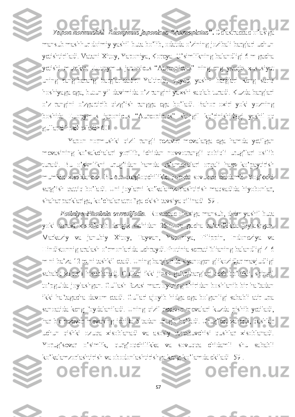       Yapon normushki- Euonymus japonicus “Aureopictus ”.  Celastraceae oilasiga
mansub mashhur doimiy yashil buta bo’lib, odatda o’zining jozibali barglari uchun
yetishtiriladi.   Vatani Xitoy, Yaponiya, Koreya. O’simlikning balandligi 6 m gacha
yetishi   mumkin.   Euonymus   japonicus   “Aureopictus”   ning   eng   yorqin   xususiyat
uning   rang-barang   barglaridadir.   Yaltiroq,   quyuq   yashil   barglari   keng   sariq
hoshiyaga ega, butun yil davimida o’z rangini yaxshi saqlab turadi. Kuzda barglari
o’z   rangini   o’zgartirib   qizg’ish   rangga   ega   bo’ladi.   Bahor   oxiri   yoki   yozning
boshida   Euonymus   japonicus   “Aureopictus”   shingil   ko’rinishidagi   yashil-oq
gullarni hosil qiladi [60]. 
              Yapon   normushki   qizil   rangli   rezavor   mevalarga   ega   hamda   yetilgan
mevasining   ko’sakchalari   yorilib,   ichidan   novvotrangli   qobiqli   urug’lari   osilib
turadi.   Bu   o’simlikni   urug’idan   hamda   qalamchalari   orqali   ham   ko’paytirish
mumkin   xisoblanadi.   Bu   tur   qurg’oqchilikka   hamda   sovuqqa   chidamli.   Yog’ochi
sarg’ish   qattiq   bo’ladi.   Uni   joylarni   ko’kalamzorlashtirish   maqsadida   hiyobonlar,
shahar parklariga, ko’chalar atrofiga ekish tavsiya qilinadi [59].
           Fotiniya- Photinia serratifolia .  Rosaceae oilasiga mansub, doim yashil buta
yoki   daraxt   xisoblanib   dengiz   sathidan   2500   m   gacha   balandlikda   joylashgan.
Markaziy   va   janubiy   Xitoy,   Tayvan,   Yaponiya,   Filippin,   Indoneziya   va
Hindistonnig aralash o’rmonlarida uchraydi.Photinia serratifolianing balandligi 4-6
m ni ba’za 12 m ni tashkil etadi. Uning barglarida siyanogen glikozidlar mavjudligi
sababli   zaharli   hisoblanadi.   Gullari   ikki   jinsli   gultojbarglari   besh   bo’lakli,  shingil
to’pgulda joylashgan. Gullash fazasi mart oyining ohiridan boshlanib bir haftadan
ikki   haftagacha   davom   etadi.   Gullari   ajoyib   hidga   ega   bolganligi   sababli   atir   upa
sanoatida   keng   foydalaniladi.   Uning   qizil   rezavor   mevalari   kuzda   pishib   yetiladi,
har bir rezavor mevaning ichida 5 tadan urug’i bo’ladi. Urug’lari  zaharli, qushlar
uchun   qishki   ozuqa   xisoblanadi   va   asosiy   tarqatuvchisi   qushlar   xisoblanadi.
Yorug’sevar   o’simlik,   qurg’oqchilikka   va   sovuqqa   chidamli   shu   sababli
ko’kalamzorlashtirish va obodonlashtirishga keng ko’lamda ekiladi [59].
57  
  