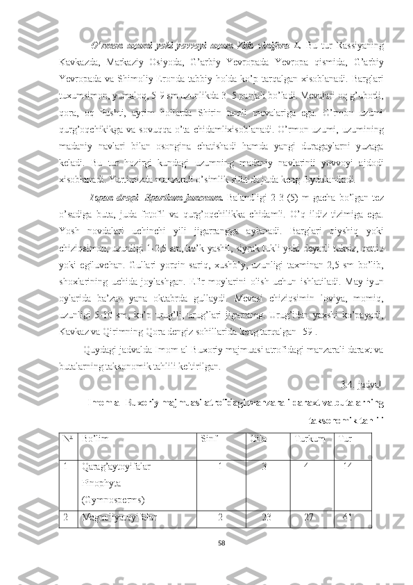                 O’rmon   uzumi   yoki   yovvoyi   uzum-Vitis   vinifera   L.   Bu   tur   Rassiyaning
Kavkazda,   Markaziy   Osiyoda,   G’arbiy   Yevropada   Yevropa   qismida,   G’arbiy
Yevropada   va Shimoliy Eronda tabbiy holda ko’p tarqalgan xisoblanadi. Barglari
tuxumsimon, yumaloq, 5-9 sm uzunlikda 3- 5 panjali bo’ladi. Mevalari oq g’uborli,
qora,   oq   Pushti,   ayrim   hollarda   Shirin   tamli   mevalariga   ega.   O’rmon   uzumi
qurg’oqchikikga va sovuqqa o’ta chidamlixisoblanadi. O’rmon uzumi, uzumining
madaniy   navlari   bilan   osongina   chatishadi   hamda   yangi   duragaylarni   yuzaga
keladi.   Bu   tur   hozirgi   kundagi   uzumning   madaniy   navlarinii   yovvoyi   ajdodi
xisoblanadi. Yurtimizda manzarali o’simlik sifatida juda keng foydalaniladi.  
                  Ispan   dropi-   Spartium   junceum .   Balandligi   2-3   (5)   m   gacha   bo’lgan   tez
o’sadiga   buta,   juda   fotofil   va   qurg’oqchilikka   chidamli.   O’q   ildiz   tizimiga   ega.
Yosh   novdalari   uchinchi   yili   jigarrangga   aylanadi.   Barglari   qiyshiq   yoki
chiziqsimon, uzunligi 1-2,5 sm, ko’k-yashil, siyrak tukli yoki deyarli tuksiz, qattiq
yoki   egiluvchan.   Gullari   yorqin   sariq,   xushb’y,   uzunligi   taxminan   2,5   sm   bo’lib,
shoxlarining   uchida   joylashgan.   Efir   moylarini   olish   uchun   ishlatiladi.   May-iyun
oylarida   ba’zan   yana   oktabrda   gullaydi.   Mevasi   chiziqsimin   loviya,   momiq,
uzunligi   5-10   sm,   ko’p   urug’li,   urug’lari   jigarramg.   Urug’idan   yaxshi   ko’payadi,
Kavkaz va Qirimning Qora dengiz sohillarida keng tarqalgan [59].
         Quydagi jadvalda  Imom al-Buxoriy majmuasi atrofidagi manzarali daraxt va
butalarning taksonomik tahlili  keltirilgan.
                                                                                                                    3.4.-jadval
        Imom al-Buxoriy majmuasi atrofidagi manzarali daraxt va butalarning
                                            taksonomik tahlili  
N o
Bo’lim Sinf Oila Turkum Tur
1 Qarag’aytoyifalar
Pinophyta
(Gymnosperms)        1      3     4   14
2 Magnoliyatoyifalar        2      23     27   41
58  
  