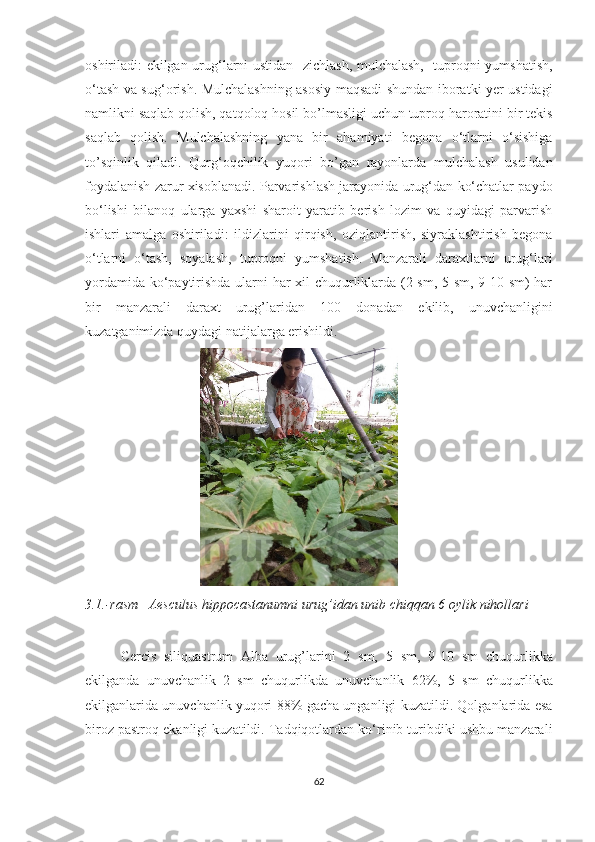oshiriladi: ekilgan urug‘larni ustidan   zichlash, mulchalash,   tuproqni yumshatish,
o‘tash   va sug‘orish. Mulchalashning asosiy maqsadi shundan iboratki yer ustidagi
namlikni saqlab qolish, qatqoloq hosil bo’lmasligi uchun tuproq haroratini bir tekis
saqlab   qolish.   Mulchalashning   yana   bir   ahamiyati   begona   o‘tlarni   o‘sishiga
to’sqinlik   qiladi.   Qurg‘oqchilik   yuqori   bo’gan   rayonlarda   mulchalash   usulidan
foydalanish zarur xisoblanadi. Parvarishlash jarayonida urug‘dan ko‘chatlar paydo
bo‘lishi   bilanoq   ularga   yaxshi   sharoit   yaratib   berish   lozim   va   quyidagi   parvarish
ishlari   amalga   oshiriladi:   ildizlarini   qirqish,   oziqlantirish,   siyraklashtirish   begona
o‘tlarni   o‘tash,   soyalash,   tuproqni   yumshatish.   Manzarali   daraxtlarni   urug‘lari
yordamida ko‘paytirishda ularni har xil chuqurliklarda (2 sm, 5 sm, 9-10 sm) har
bir   manzarali   daraxt   urug’laridan   100   donadan   ekilib,   unuvchanligini
kuzatganimizda quydagi natijalarga erishildi.
                                  
3.1.-rasm    Aesculus hippocastanumni urug’idan unib chiqqan 6 oylik nihollari
 
Cercis   siliquastrum   Alba   urug’larini   2   sm,   5   sm,   9-10   sm   chuqurlikka
ekilganda   unuvchanlik   2   sm   chuqurlikda   unuvchanlik   62%,   5   sm   chuqurlikka
ekilganlarida unuvchanlik yuqori 88% gacha unganligi kuzatildi. Qolganlarida esa
biroz pastroq ekanligi kuzatildi. Tadqiqotlardan ko‘rinib turibdiki ushbu manzarali
62  
  