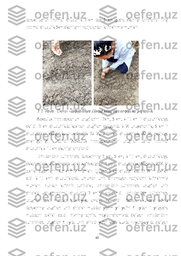 daraxt   uchun   optimal   chuqurlik   2   sm   dan   5   sm   gacha   ekanligi   aniqlandi.   Eng
optimal chuqulik 5sm ekanligini natijalardan ko‘rishimiz mumkin.
                   
           3.2.-rasm    Cercis siliquastrum Albani  urug’lari orqali ko’paytirish
Aesculus   hippocastanum   urug‘larini     2sm,   5   sm,   9-10   sm   li   chuqurliklarga
ekildi.   2   sm   chuqurlikda   kashtan   urug‘lari   ekilganda   9   %   unuvchanlik,   5   sm   li
chuqurlikka   ekilganda   unuvchanlik   29   %,   9-10   sm   chuqurlikda   93   %,   natijaga
erishilganligi   kuzatildi.   Aesculus   hippocastanumni   urug‘lari   uchun   optimal
chuqurlik 9-10 sm ekanligi aniqlandi.
Liriodendron   tulipiphera   daraxtining   2   sm,   5   sm,   9-10   sm,   chuqurliklarga
ekkanimizda unuvchanlik unish ko‘rasatgichi 2 sm li chuqurlikka ekiganda 72% ni
tashkil  etganligini  kurishimiz  mumkin.  Qolgan  5  sm  chuqurlikda  23  %   ni   tashkil
etdi.   9-10   smli   chuquliklarda   umuman   unib   chiqmagan   natijalarni   ko‘rishimiz
mumkin.   Bundan   ko‘rinib   turibdiki,   Liriodendron   tulipiphera   urug‘lari   unib
chiqishi   uchun   optimal   chuqurlik   2   smligi   aniqlandi.   Liriodendron   tulipiphera
urug‘lari   elish   muddati   kuz   oyida   amalga   oshirildi   .   Sababi   shundaki   ushbu
daraxtning   urug‘lari   unib   chiqish   muddati   yarim   yil   ya‘ni   6   oydan   1   yilgacha
muddatni   tashkil   etadi.   Bizning   tajriba   maydonchamizda   ekilgan   Liriodendron
tulipiphera   urug‘lari   6   oyda   unib   chiqdi   ya‘ni   kech   kuzda   noyabr   oyida   ekilgan
63  
  