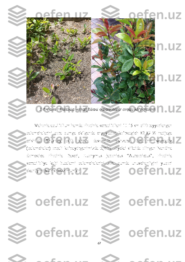   
             3.4.- rasm     Photinia   serratifoliani   qalamchalar   orqali   ko ’ paytirish
        Mahonia   aquifolium   hamda   Photinia   serratifoliani   10-15  sm   qilib   tayyorlangan
qalamchalarini   qora   qumga   ekilganda   eng   yuqori   ko ’ rsatgich   82-89   %   natijaga
erishildi .   Shunday   qilib   tajriba   davomida   manzarali   butalarni   vegetativ
( qalamchalar )   orqali   ko ’ paytirganimizda   tajriba   obyekti   sifatida   olingan   Nandina
domestica   Photinia   fraseri ,   Euonymus   japonicus   “ Aureopictus ”,   Photinia
serratifoliya   kabi   butalarni   qalamchalarini   qora   qumda   unuvchanligini   yuqori
ekanligini   ko ’ rishimiz   mumkin .
67  
  