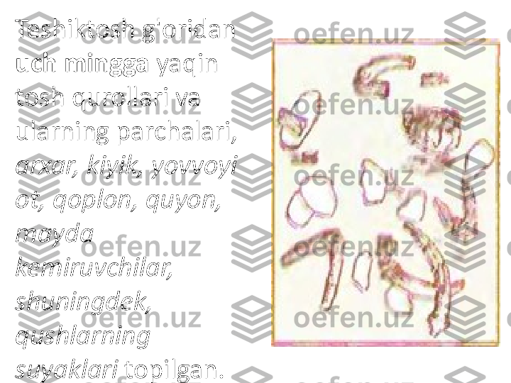 Teshiktosh g'oridan 
uch mingga  yaqin 
tosh qu rollari va 
ularning parchalari, 
arxar, kiyik, yovvoyi 
ot, qoplon, quyon, 
mayda 
kemiruvchilar, 
shuningdek, 
qushlarning 
suyaklari  topilgan. 