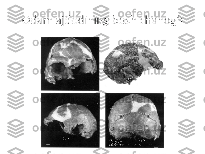 Odam ajdodining bosh chanog’i 