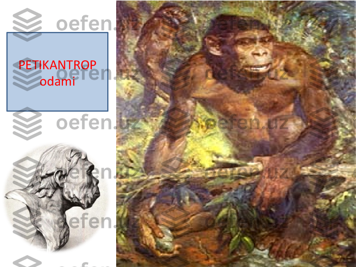 PETIKANTROP 
odami 