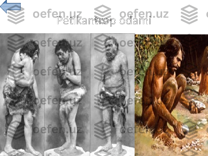 Petikantrop odami 