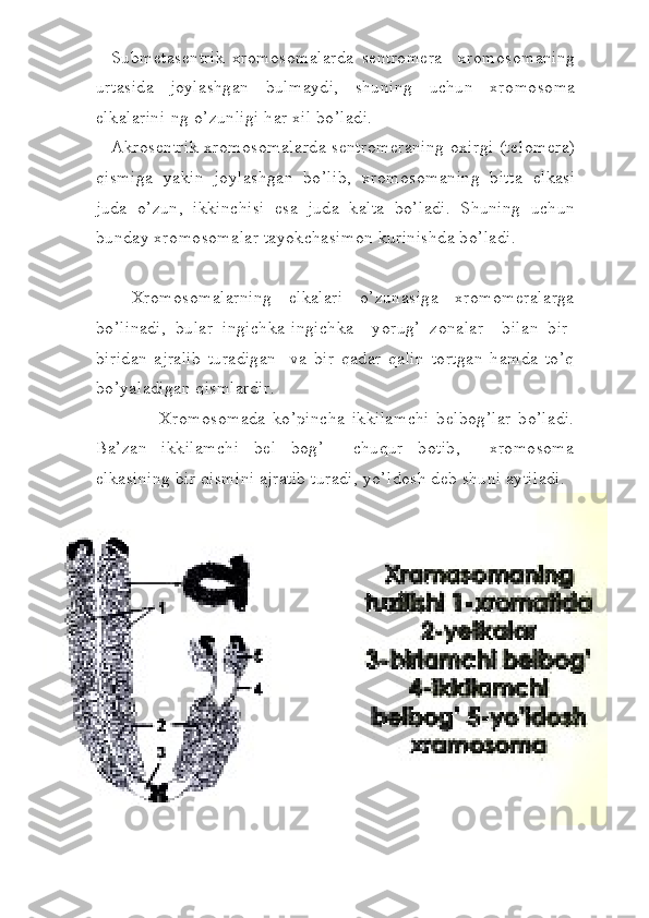 Subm е t а s е ntrik   xr о m о s о m а l а rd а   s е ntr о m е r а     xr о m о s о m а ning
urt а sid а   j о yl а shg а n   bulm а ydi,   shuning   uchun   xr о m о s о m а
е lk а l а rin i-ng o’zunligi har xil bo’ladi.
А kr о s е ntrik xr о m о s о m а l а rd а   s е ntr о m е r а ning   о xirgi (t е l о m е r а )
qismig а   yakin   j о yl а shg а n   bo’lib,   xr о m о s о m а ning   bitt а   е lk а si
jud а   o’zun,   ikkinchisi   es а   jud а   k а lt а   bo’ladi.   Shuning   uchun
bund а y xr о m о s о m а l а r t а yokch а sim о n kurinishd а  bo’ladi.
   Xromosomalarning   elkalari   o’zunasiga   xromomeralarga
bo’linadi,   bular   ingichka-ingichka     yorug’   zonalar     bilan   bir-
biridan   ajralib   turadigan     va   bir   qadar   qalin   tortgan   hamda   to’q
bo’yaladigan qismlardir.
              Xromosomada   ko’pincha   ikkilamchi   belbog’lar   bo’ladi.
Ba’zan   ikkilamchi   bel   bog’     chuqur   botib,     xromosoma
elkasining bir qismini ajratib turadi, yo’ldosh deb shuni aytiladi. 