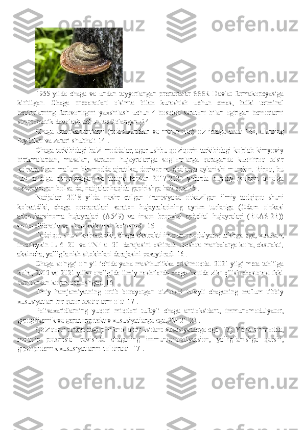 1955   yilda   chaga   va   undan   tayyorlangan   preparatlar   SSSR   Davlat   farmakopeyasiga
kiritilgan.   Chaga   preparatlari   o'simta   bilan   kurashish   uchun   emas,   balki   terminal
bemorlarning   farovonligini   yaxshilash   uchun   4-bosqich   saratoni   bilan   og'rigan   bemorlarni
simptomatik davolash uchun tasdiqlangan [1 4 ].
Chaga   antioksidantlarni   (polisaxaridlar   va   melaninlar)   o'z   ichiga   oladi[1 4 ],   ularning
foydalari va zarari shubhali[1 4 ].
Chaga tarkibidagi ba'zi moddalar, agar ushbu qo'ziqorin tarkibidagi ko'plab kimyoviy
birikmalardan,   masalan,   saraton   hujayralariga   sog'lomlarga   qaraganda   kuchliroq   ta'sir
ko'rsatadigan ma'lum  bir modda ajratilsa, dorivor moddalarga aylanishi  mumkin. Biroq, bu
hali   amalga   oshirilmagan   va   tadqiqotchilar   2017-2020   yillarda   bunday   ishlarni   amalga
oshirayotgan bo'lsa-da, natijalar haqida gapirishga hali erta[15].
Natijalari   2018   yilda   nashr   etilgan   Frantsiyada   o'tkazilgan   ilmiy   tadqiqot   shuni
ko'rsatdiki,   chaga   preparatlari   saraton   hujayralarining   ayrim   turlariga   (Odam   o'pkasi
adenokarsinoma   hujayralari   (A549)   va   inson   bronxial   epitelial   hujayralari   (BEAS-2B))
antiproliferativ va sitotoksik ta'sir ko'rsatadi [15] ].
Tadqiqot shuni ko'rsatadiki, chaga ekstrakti immunomodulyator ta'sirga ega, xususan,
interleykin IL-6 [20] va TNF-a [21] darajasini oshiradi. Boshqa manbalarga ko'ra, ekstrakti,
aksincha, yallig'lanish sitokinlari darajasini pasaytiradi[ 16 ].
Chaga so'nggi o'n yil ichida yana mashhurlikka erishmoqda. 2021 yilgi meta-tahlilga
ko'ra, 2012 va 2021 yillar oralig'ida ilmiy nashrlarda chaga haqida zikr qilish chastotasi ikki
barobardan ko'proqqa oshgan.[16]
Ilmiy   hamjamiyatning   ortib   borayotgan   qiziqishi   tufayli   chaganing   ma'lum   tibbiy
xususiyatlari bir qator tasdiqlarni oldi[17].
Polisaxaridlarning   yuqori   miqdori   tufayli   chaga   antioksidant,   immunomodulyator,
gipoglikemik va gepatoprotektiv xususiyatlarga ega[20][21[23].
Qo'ziqorin tarkibidagi polifenol antioksidant xususiyatlarga ega [ 17 ]. Yana bir modda,
melanin   potentsial   ravishda   chaganing   immunomodulyatsion,   yallig'lanishga   qarshi,
gipolipidemik xususiyatlarini to'ldiradi [ 17 ]. 