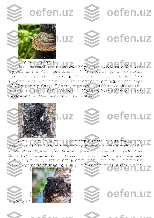 Chaga tanasi qayin tanasida
Sklerotium (mevali tanasi) infektsiyadan 3-4 yil o'tgach paydo bo'ladi va 20-30 yildan
keyin   diametri   5   dan   40   sm   gacha   va   qalinligi   10-15   sm   gacha   bo'lgan   tartibsiz   shakldagi
o'sishni   hosil   qiladi   qayin   infektsiyalangan   tinder   qo'ziqorin   bo'ladi   orqali   zarar.   O'sish
yuzasi qora, ko'plab yoriqlar bilan qoplangan. Ichki rang to'q jigarrang (gifa pigmentatsiyasi
tufayli), yog'ochga yaqinroq qizil-jigarrang rangga aylanadi. O'sish rangsiz gifalardan tashkil
topgan oq tomirlar  bilan o'tadi. O'sish  ba'zan  10-20 yilgacha davom  etishi  mumkin, ammo
muqarrar ravishda mezbon daraxtning o'limiga olib keladi.
Daraxt   o'lishni   boshlaganda,   qo'ziqorinning   naychalardan   iborat   haqiqiy   sporali
mevali tanasi o'sish atrofida va hatto magistralning qarama-qarshi tomonida paydo bo'ladi. U
po stloq   ostida   rivojlanadi,   gifasi   esa   tanasining   uzunligi   bo ylab   0,5-1   m   ga   cho ziladi.ʻ ʻ ʻ
Sporlar   etuk   bo'lganda,   taroqsimon   o'simtalar   hosil   bo'ladi   -   "surish   plitalari".   Ular   daraxt
po'stlog'ini   yorib   o'tib,   jigarrang-jigarrang   gimenoforlarni   ochib   beradi.   Sporlar   dastlab
rangsiz, keyin och qizg'ish rangga ega bo'ladi; qalin devorli, ichida bir yoki bir necha tomchi
moy bo lgan[4].	
ʻ 