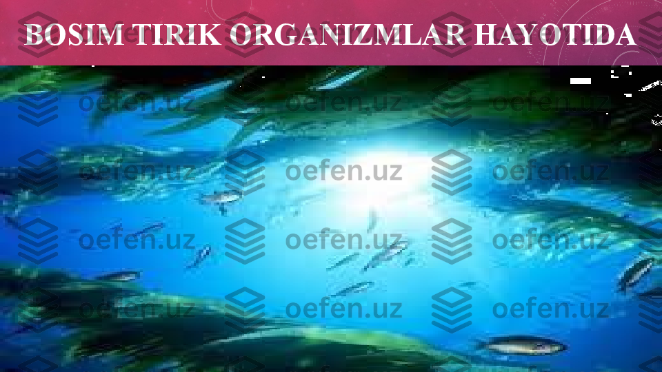 BOSIM TIRIK ORGANIZMLAR HAYOTIDA 