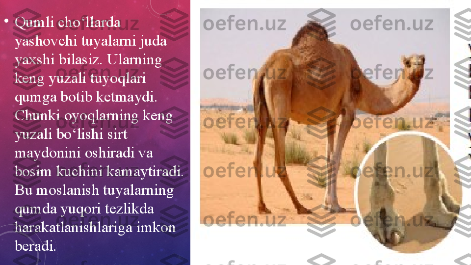 •
Qumli cho‘llarda 
yashovchi tuyalarni juda 
yaxshi bilasiz. Ularning 
keng yuzali tuyoqlari 
qumga botib ketmaydi. 
Chunki oyoqlarning keng 
yuzali bo‘lishi sirt 
maydonini oshiradi va 
bosim kuchini kamaytiradi. 
Bu moslanish tuyalarning 
qumda yuqori tezlikda 
harakatlanishlariga imkon 
beradi. 