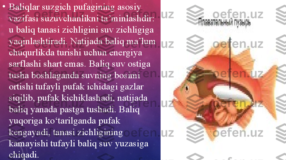 •
Baliqlar suzgich pufagining asosiy 
vazifasi suzuvchanlikni ta’minlashdir: 
u baliq tanasi zichligini suv zichligiga 
yaqinlashtiradi. Natijada baliq ma’lum 
chuqurlikda turishi uchun energiya 
sarflashi shart emas.  Baliq suv ostiga 
tusha boshlaganda suvning  bosimi 
ortishi tufayli pufak ichidagi gazlar 
siqilib, pufak kichiklashadi, natijada 
baliq yanada pastga tushadi. Baliq 
yuqoriga ko‘tarilganda pufak 
kengayadi, tanasi zichligining 
kamayishi tufayli baliq suv yuzasiga 
chiqadi. 