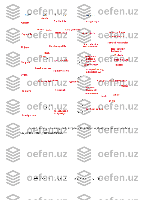 Rasm   4.   Biologik   tizimning   turli   darajalarida   birliklar   replikatsiyasi   va   ixtisoslashishi
natijasida tizimning murakkablashuvi.
4. Bulutsimonlarning paleontologiyasi va filogeniyasi. 