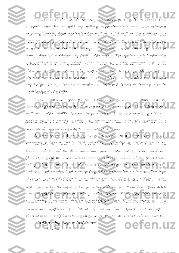 Bulu ts imonlar   o‘z   tuzilishi   va   rivojlanish   xususiyatlariga   ko‘ra   boshqa   ko‘p
hujayralilardan   farq   qiluvchi   e ng   qadimgi   hayvonlar   hisoblanadi.   Ular   paleozoy
erasining kembriy davri qazilmalaridan ma’lum. Ba’zi  ma’lumotlarga binoan ular
hatto   proterozoy   erasi   qatlamlaridan   ham   ma’lumdir.   Zoologlarning   farazlariga
muvofiq   bulu ts imonlar   bir   hujayrali   yoqachali   xivchinlilarning   kolonial
formalaridan kelib chiqqan deyishadi. Lekin boshqa fikrlarga binoan bulutsimonlar
kovakichlilar   bilan   bir   ajdoddan   kelib   chiqqan   va   alohida   tarmoqni   hosil   qilib,
o‘zlaridan   kelgusida   boshqa   ko‘p   hujayralilarni   kelib   chiqishiga   hech   qanday   rol
o‘ynamagan. Bulutsimonlarni kovakichlilar bilan birga  bir ajdoddan kelib chiqqan
deyilishiga   sabab,   ularning   parenximula   lichinkasi   kovakichlilarning   planula
lichinkasiga o‘xshashdir.
Bugungi   kunda   yashayotgan   sistematik   guruhlar   -   Hexactinellida,
Demospongiae va  Calcarea lar Paleozoy erasining kembriy va ordovik davrlaridan
ma’lum.   Lekin   qirilib   ketgan   hayvonlardan   2   ta   sistematik   guruhlar   -
Archaeocyatha   (kembriy   davrida   )   va   Stromatoporata     (Ordovik   davridan   bo‘r
davrigacha) ham bulutlarga tegishli deb taxmin qilinadi.  
Archaeocyatha   sistematik   guruhiga   kiradigan   vakillar   tanasining   radial
simmetriyasi,   kameralarni   bo‘lishi,   tanani   ikki   qavatliligi   va   ohaktoshdan   iborat
skletini   bo‘lishi   bo‘lsa,   Stromatoporata   guruhini   esa   hozirgi   korall   bulutlarni
(Sclerospongiae)   eslatadilar.Ularda   ham   ohaktoshdan   iborat   bo‘lgan   yirik   skletli
bo‘lgan,   lekin   ularda   kremniyli   spikulalar   bo‘lmaganligi   bilan   xarakterlanadi.
Ordovik davridan trias davrigacha yashagan Sphinctozoa lar guruhini vakillari ipga
o‘xshash   uzun   teshikchalar   bilan   ta’minlangan   ohak   skletga   ega   bo‘lgan.   Ushbu
taksonga   mansub   va   bugungi   kungacha   saqlanib   qolgan     Vaceletia   crypta   relekt
turni   o‘rganish   natijalariga   ko‘ra,   qirilib   ketgan   Sfinktozoa   (Sphinctozoa)
bulutlarining yumshoq to‘qimalari skelet ichida bo‘lgan. Vaceletia crypta va oddiy
bulutlarda   hujayralarning   o‘xshashligi   ushbu   turni   (balki   boshqa   ayrim
sfinktozoalarni ham) Demospongiae guruhiga kiritish uchun asos bo‘lishi mumkin.
Porifera ning filogenetik sistemasi:
   Porifera 