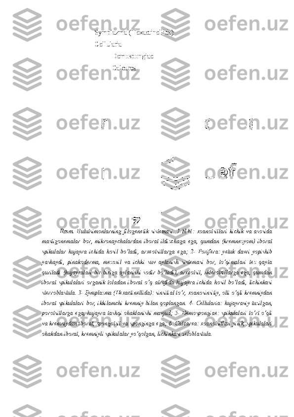 Symplazma ( Hexactinellida)  
Cellularia
Demospongiae  
Calcarea
Rasm.   Bulutsimonlarning   filogenetik   sistemasi.   1-N.N.:   xoanotsitlari   kichik   va   asosida
mastigonemalar   bor,   mikronaychalardan   iborat   ildizchaga   ega,   qumdan   (kremnezyom)   iborat
spikulalar   hujayra   ichida   hosil   bo‘ladi,   arxeotsitlarga   ega;   2-   Porifera:   yetuk   davri   yopishib
yashaydi,   pinakoderma,   mezoxil   va   ichki   suv   aylanish   sistemasi   bor,   to‘qimalari   tez   qayta
quriladi  (hujayralari bir-biriga aylanishi sodir bo‘ladi),  arxeotsit,  sklerotsitlarga ega, qumdan
iborat   spikulalari   organik   toladan   iborat   o‘q   atrofida   hujayra   ichida   hosil   bo‘ladi,   lichinkasi
sterroblastula. 3- Symplazma ( Hexactinellida): sinsitial to‘r, xoanosinsitiy, olti o‘qli kremniydan
iborat spikulalari  bor, ikkilamchi  kremniy bilan  qoplangan. 4-   Cellularia:  hujayraviy tuzilgan,
porotsitlarga ega, hujayra tashqi ohaklanishi mavjud; 5-   Demospongiae: spikulalari to‘rt o‘qli
va kremniydan iborat, spongotsit va sponginga ega; 6- Calcarea: xoanotsitlari yirik, spikulalari
ohakdan iborat, kremniyli spikulalar yo‘qolgan, lichinkasi seloblastula.  