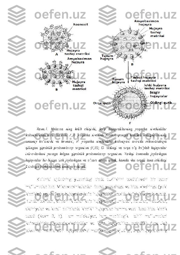 Rasm.1.   Metazoa   ning   kelib   chiqishi,   ko‘p   hujayralilarning   yoqacha   xivchinlilar
koloniyasidan   hosil   bo‘lishi.   A,B-   yoqacha   xivchinli   Proterospongia   haeckeli   kologniyasining
umumiy   ko‘rinishi   va   kesmasi;   V-   yoqacha   xivchinlilar   koloniyasi   asosida   rekonstruksiya
qilingan   gipotetik   protometozoy   organizm   (A,B);   G-   oldingi   va   orqa   o‘q   bo‘ylab   hujayralar
ixtisoslashuvi   yuzaga   kelgan   gipotetik   protometazoy   organizm.   Tashqi   tomonda   joylashgan
hujayralar   bir-biriga   zich   joylashgan   va   o‘zaro   aloqa   qiladi,   hamda   shu   orqali   tana   ichidagi
fiziologik boshqarilishni amalga oshiradi.
Kolonial   ajdodning   yuqoridagi   tipda   tuzilishini   tasdiqlovchi   bir   qator
ma’lumotlar   bor.   Mikrovorsinkalardan   iborat   yoqachaga   va   bitta   xivchinga   (yoki
kiprikka)   ega   bo‘lgan   hujayralar   ko‘p   hujayralilar   orasida   ko‘plab   uchrab   turadi.
Bundan tashqari, ko‘pchilik tuban ko‘p hujayralilar, jumladan, bulutlar, meduzalar,
aktiniyalar   va   korall   poliplarda   kiprikli   hujayralar   hamma   vaqt   faqat   bitta   kiprik
tutadi   (Rasm   2,   B).   Ham   molekulyar,   ham   morfologik     tahlil   ma’lumotlari
ko‘rsatishicha,   yoqachaxivchinlilar   va   ko‘p   hujayralilar   qarindosh   (opa-uka)
taksonlar hisoblanadi. Hujayra tashqi matriksning mavjudligi, unga hujayralarning 