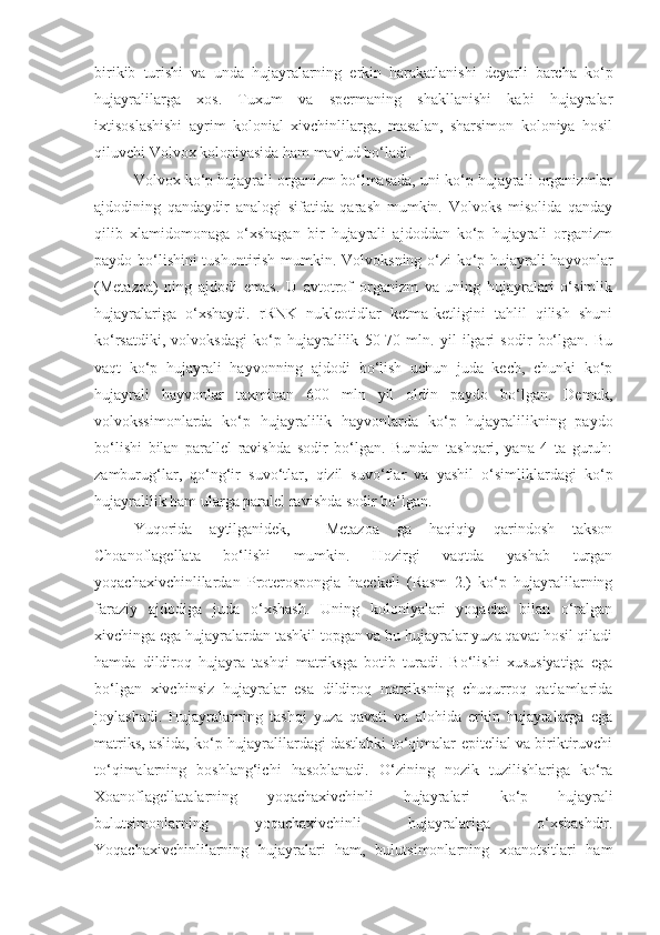 birikib   turishi   va   unda   hujayralarning   erkin   harakatlanishi   deyarli   barcha   ko‘p
hujayralilarga   xos.   Tuxum   va   spermaning   shakllanishi   kabi   hujayralar
ixtisoslashishi   ayrim   kolonial   xivchinlilarga,   masalan,   sharsimon   koloniya   hosil
qiluvchi Volvox koloniyasida ham mavjud bo‘ladi.
Volvox ko‘p hujayrali organizm bo‘lmasada, uni ko‘p hujayrali organizmlar
ajdodining   qandaydir   analogi   sifatida   qarash   mumkin.   Volvoks   misolida   qanday
qilib   xlamidomonaga   o‘xshagan   bir   hujayrali   ajdoddan   ko‘p   hujayrali   organizm
paydo bo‘lishini tushuntirish mumkin. Volvoksning o‘zi ko‘p hujayrali hayvonlar
(Metazoa)   ning   ajdodi   emas.   U   avtotrof   organizm   va   uning   hujayralari   o‘simlik
hujayralariga   o‘xshaydi.   rRNK   nukleotidlar   ketma-ketligini   tahlil   qilish   shuni
ko‘rsatdiki,   volvoksdagi   ko‘p   hujayralilik   50-70   mln.   yil   ilgari   sodir   bo‘lgan.   Bu
vaqt   ko‘p   hujayrali   hayvonning   ajdodi   bo‘lish   uchun   juda   kech,   chunki   ko‘p
hujayrali   hayvonlar   taxminan   600   mln   yil   oldin   paydo   bo‘lgan.   Demak,
volvokssimonlarda   ko‘p   hujayralilik   hayvonlarda   ko‘p   hujayralilikning   paydo
bo‘lishi   bilan   parallel   ravishda   sodir   bo‘lgan.   Bundan   tashqari,   yana   4   ta   guruh:
zamburug‘lar,   qo‘ng‘ir   suvo‘tlar,   qizil   suvo‘tlar   va   yashil   o‘simliklardagi   ko‘p
hujayralilik ham ularga paralel ravishda sodir bo‘lgan.
Yuqorida   aytilganidek,     Metazoa   ga   haqiqiy   qarindosh   takson
Choanoflagellata   bo‘lishi   mumkin.   Hozirgi   vaqtda   yashab   turgan
yoqachaxivchinlilardan   Proterospongia   haeckeli   (Rasm   2.)   ko‘p   hujayralilarning
faraziy   ajdodiga   juda   o‘xshash.   Uning   koloniyalari   yoqacha   bilan   o‘ralgan
xivchinga ega hujayralardan tashkil topgan va bu hujayralar yuza qavat hosil qiladi
hamda   dildiroq   hujayra   tashqi   matriksga   botib   turadi.   Bo‘lishi   xususiyatiga   ega
bo‘lgan   xivchinsiz   hujayralar   esa   dildiroq   matriksning   chuqurroq   qatlamlarida
joylashadi.   Hujayralarning   tashqi   yuza   qavati   va   alohida   erkin   hujayralarga   ega
matriks, aslida, ko‘p hujayralilardagi dastlabki to‘qimalar-epitelial va biriktiruvchi
to‘qimalarning   boshlang‘ichi   hasoblanadi.   O‘zining   nozik   tuzilishlariga   ko‘ra
Xoanoflagellatalarning   yoqachaxivchinli   hujayralari   ko‘p   hujayrali
bulutsimonlarning   yoqachaxivchinli   hujayralariga   o‘xshashdir.
Yoqachaxivchinlilarning   hujayralari   ham,   bulutsimonlarning   xoanotsitlari   ham 