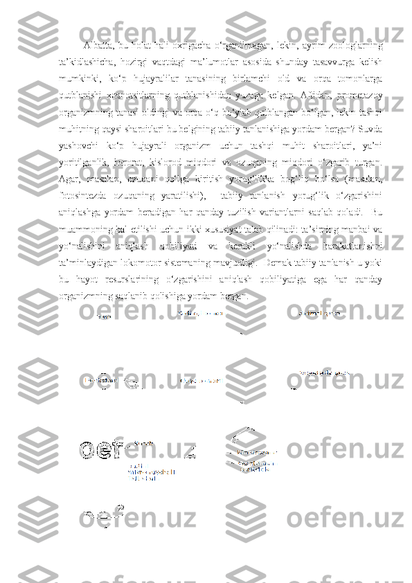 Albatta,   bu   holat   hali   oxrigacha   o‘rganilmagan,   lekin,   ayrim   zoologlarning
ta’kidlashicha,   hozirgi   vaqtdagi   ma’lumotlar   asosida   shunday   tasavvurga   kelish
mumkinki,   ko‘p   hujayralilar   tanasining   birlamchi   old   va   orqa   tomonlarga
qutblanishi   xoanotsitlarning   qutblanishidan   yuzaga   kelgan.   Aftidan,   prometazoy
organizmning tanasi  oldingi va orqa o‘q bo‘ylab qutblangan bo‘lgan, lekin tashqi
muhitning qaysi sharoitlari bu belgining tabiiy tanlanishiga yordam bergan? Suvda
yashovchi   ko‘p   hujayrali   organizm   uchun   tashqi   muhit   sharoitlari,   ya’ni
yoritilganlik,   harorat,   kislorod   miqdori   va   ozuqaning   miqdori   o‘zgarib   turgan.
Agar,   masalan,   ozuqani   qo‘lga   kiritish   yorug‘likka   bog‘liq   bo‘lsa   (masalan,
fotosintezda   ozuqaning   yaratilishi),     tabiiy   tanlanish   yorug‘lik   o‘zgarishini
aniqlashga   yordam   beradigan   har   qanday   tuzilish   variantlarni   saqlab   qoladi.     Bu
muammoning hal etilishi uchun ikki xususiyat talab qilinadi: ta’sirning manbai va
yo‘nalishini   aniqlash   qobiliyati   va   kerakli   yo‘nalishda   harakatlanishni
ta’minlaydigan lokomotor sistemaning mavjudligi.   Demak tabiiy tanlanish u yoki
bu   hayot   resurslarining   o‘zgarishini   aniqlash   qobiliyatiga   ega   har   qanday
organizmning saqlanib qolishiga yordam bergan.  