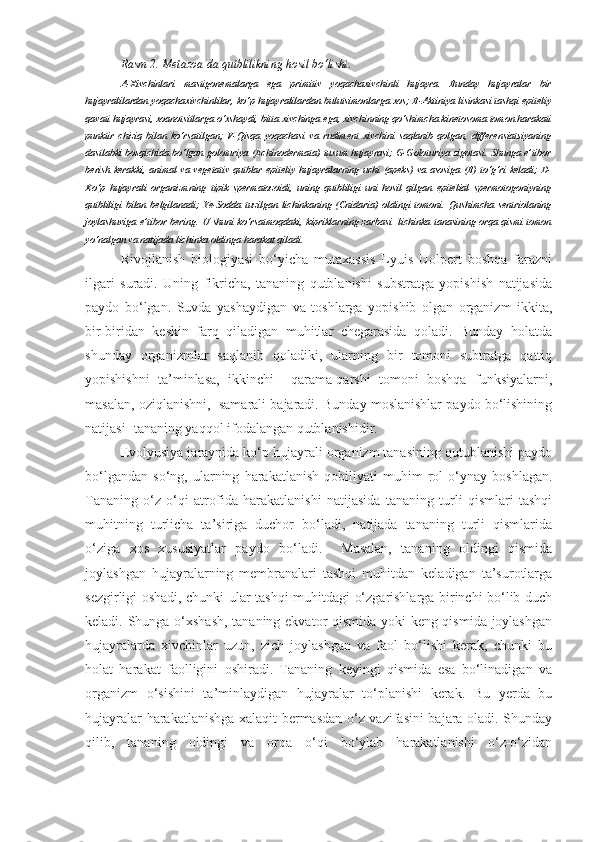 Rasm 2. Metazoa da qutblilikning hosil bo‘lishi.
A-Xivchinlari   mastigonemalarga   ega   primitiv   yoqachaxivchinli   hujayra.   Bunday   hujayralar   bir
hujayralilardan yoqachaxivchinlilar, ko‘p hujayralilardan bulutsimonlarga xos; B-Aktiniya lisinkasi tashqi epiteliy
qavati hujayrasi, xoanotsitlarga o‘xshaydi, bitta xivchinga ega, xivchinning qo‘shimcha kinetosoma tomon harakati
punktir   chiziq   bilan   ko‘rsatilgan;   V-Qisqa   yoqachasi   va   rudiment   xivchini   saqlanib   qolgan,   differensiatsiyaning
dastlabki  bosqichida bo‘lgan goloturiya (Echinodermata)  tuxum hujayrasi; G-Goloturiya zigotasi. Shunga e’tibor
berish kerakki,  animal  va  vegetativ   qutblar  epiteliy  hujayralarning uchi  (apeks)   va  asosiga  (B)  to‘g‘ri   keladi;  D-
Ko‘p   hujayrali   organizmning   tipik   spermatozoidi,   uning   qutbliligi   uni   hosil   qilgan   epitelial   spermotogoniyning
qutbliligi   bilan   belgilanadi;   Ye-Sodda   tuzilgan   lichinkaning   (Cnidaria)   oldingi   tomoni.   Qushimcha   sentriolaning
joylashuviga e’tibor bering. U shuni ko‘rsatmoqdaki, kipriklarning zarbasi   lichinka tanasining orqa qismi tomon
yo‘nalgan va natijada lichinka oldinga harakat qiladi.
Rivojlanish   biologiyasi   bo‘yicha   mutaxassis   Lyuis   Uolpert   boshqa   farazni
ilgari   suradi.   Uning   fikricha,   tananing   qutblanishi   substratga   yopishish   natijasida
paydo   bo‘lgan.   Suvda   yashaydigan   va   toshlarga   yopishib   olgan   organizm   ikkita,
bir-biridan   keskin   farq   qiladigan   muhitlar   chegarasida   qoladi.   Bunday   holatda
shunday   organizmlar   saqlanib   qoladiki,   ularning   bir   tomoni   subtratga   qattiq
yopishishni   ta’minlasa,   ikkinchi     qarama-qarshi   tomoni   boshqa   funksiyalarni,
masalan, oziqlanishni,  samarali bajaradi. Bunday moslanishlar paydo bo‘lishining
natijasi- tananing yaqqol ifodalangan qutblanishidir. 
Evolyusiya jaraynida ko‘p hujayrali organizm tanasining qutublanishi paydo
bo‘lgandan   so‘ng,   ularning   harakatlanish   qobiliyati   muhim   rol   o‘ynay   boshlagan.
Tananing   o‘z   o‘qi   atrofida   harakatlanishi   natijasida   tananing   turli   qismlari   tashqi
muhitning   turlicha   ta’siriga   duchor   bo‘ladi,   natijada   tananing   turli   qismlarida
o‘ziga   xos   xususiyatlar   paydo   bo‘ladi.     Masalan,   tananing   oldingi   qismida
joylashgan   hujayralarning   membranalari   tashqi   muhitdan   keladigan   ta’surotlarga
sezgirligi oshadi, chunki ular tashqi muhitdagi o‘zgarishlarga birinchi bo‘lib duch
keladi. Shunga o‘xshash, tananing ekvator qismida yoki keng qismida joylashgan
hujayralarda   xivchinlar   uzun,   zich   joylashgan   va   faol   bo‘lishi   kerak,   chunki   bu
holat   harakat   faolligini   oshiradi.   Tananing   keyingi   qismida   esa   bo‘linadigan   va
organizm   o‘sishini   ta’minlaydigan   hujayralar   to‘planishi   kerak.   Bu   yerda   bu
hujayralar harakatlanishga xalaqit bermasdan o‘z vazifasini bajara oladi. Shunday
qilib,   tananing   oldingi   va   orqa   o‘qi   bo‘ylab   harakatlanishi   o‘z-o‘zidan 