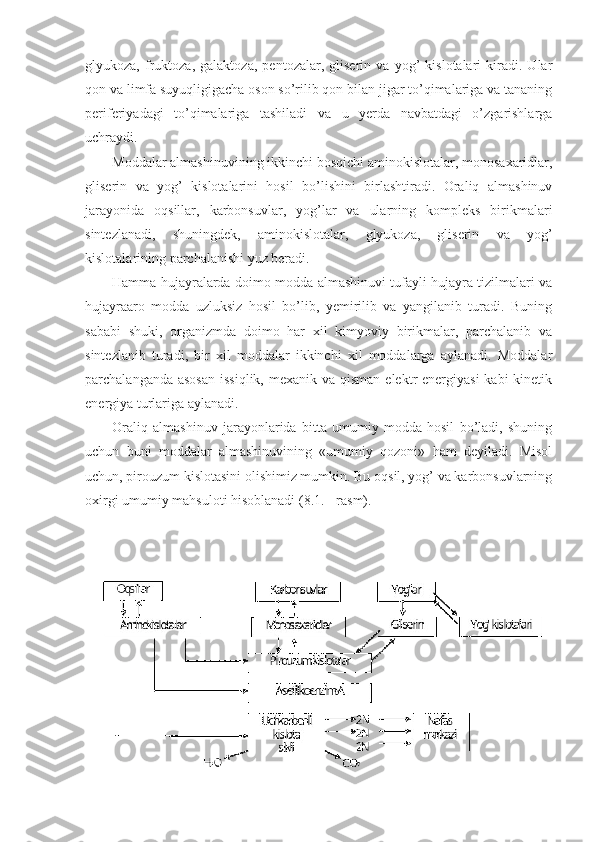 glyukoza,   fruktoza,   galaktoza,   pentozalar,   gliserin   va   yog’   kislotalari   kiradi.   Ular
qon va limfa suyuqligigacha oson so’rilib qon bilan jigar to’qimalariga va tananing
periferiyadagi   to’qimalariga   tashiladi   va   u   yerda   navbatdagi   o’zgarishlarga
uchraydi. 
Moddalar almashinuvining ikkinchi bosqichi aminokislotalar, monosaxaridlar,
gliserin   va   yog’   kislotalarini   hosil   bo’lishini   birlashtiradi.   Oraliq   almashinuv
jarayonida   oqsillar,   karbonsuvlar,   yog’lar   va   ularning   kompleks   birikmalari
sintezlanadi,   shuningdek,   aminokislotalar,   glyukoza,   gliserin   va   yog’
kislotalarining parchalanishi yuz beradi.
Hamma hujayralarda doimo modda almashinuvi tufayli hujayra tizilmalari va
hujayraaro   modda   uzluksiz   hosil   bo’lib,   yemirilib   va   yangilanib   turadi.   Buning
sababi   shuki,   organizmda   doimo   har   xil   kimyoviy   birikmalar,   parchalanib   va
sintezlanib   turadi,   bir   xil   moddalar   ikkinchi   xil   moddalarga   aylanadi.   Moddalar
parchalanganda asosan  issiqlik, mexanik va  qisman elektr  energiyasi  kabi  kinetik
energiya turlariga aylanadi.
Oraliq   almashinuv   jarayonlarida   bitta   umumiy   modda   hosil   bo’ladi,   shuning
uchun   buni   moddalar   almashinuvining   «umumiy   qozoni»   ham   deyiladi.   Misol
uchun, pirouzum kislotasini olishimiz mumkin. Bu oqsil, yog’ va karbonsuvlarning
oxirgi umumiy mahsuloti hisoblanadi (8.1. - rasm). 