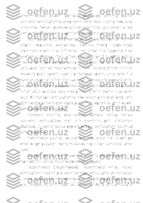 gimenomilscllarga   kiruvchi   agari-kalar   (Agaricalcs)   tartibining   vakillari
qalpoqchali   zamburug‘laming   asosiy   qismini   tashkil   etadi.   Ularning   meva   tanasi
qo‘ziqoringa o‘xsliash  oyoqcha va qalpoqchalardan iborat. Qalpoqchasining ostki
qismida maxsus plastinkasimon. ayrinilarida esa naysimon gimeiiial
qatlam   yuzaga   kelib,   ularda   bazidiya   va   bazidiyasporalar   yetiladi.   Ye-lilish
jarayoni   esayuqorida   eslatilganidek,   dikariotik   mitseliy   hujayra-laridagi
dikarionlarni   sinxron   holda   bo‘linishidan   hosil   bo‘lgan   4   ta   hujayraning   2   tasi
tamg‘asimon   o‘simtaga   o‘tishi,   so‘ngra   yuqorida   qolgan   2   ta   gaploid   yadrolar
o‘zaro   qo‘shilib   (kariogamiya),   haqiqiy   diploid   yadro   hosil   qilishi   va   nihoyat
ushbu   yadro   ham   ikki   marta   ketma-ket   bo‘linishi   natijasida   (birinchi   bo‘Iinish
reduksion)   yadro   joylashib   turgan   joy   bazidiyaga   aylanib,   uning   ustida   4   ta
bazidiospo-ralar hosil bo‘lishi bilan tugallanadi. Tuproqqa to‘kilgan bazidiospora-
lar   gaploid   mitseliylarni   yuzaga   keltiradi.   Ulardan   qalpoqchali   zainbu-rug‘   hosil
bo‘lishi   uchun   esa   albatta   ikkita   mitseliy   o‘zaro   qo‘shilib   dikarion   holga   kelishi
zarur.   Xolobazidiyali   zamburug‘larning   meva   tanalari   yopiq   (angiokarp),   ochiq
(gimnokarp) yoki boshlang‘ich paytida yopiq bo‘lib, kcyinchalik ochilib ketuvchi
(gcmiangiokarp) bo‘lishi mum kin.
O‘zbekiston   sharoilida   keng   tarqalgan   agarikalar   lartibiga   man-sub
qalpoqchali   zamburug‘larga   misol   qilib   shampinion,   ya'ni   qo‘zidumbani
(Agaricus),   oq   dasht   (Plcurotus   yeryngii)   va   siyoh   zamburug‘larini   (Coprinus)
ko‘rsalish mumkin.
Gastromitsetlar   guruhidan   esa   angiokarp   meva   tanalar   hosil   qiluvchi   yer
xinasi   va   ycr   yulduzlari   organik   moddalarga   boy   bo‘lgan   tuproqlarda   uchrab
turacli.
Bazidiyali   zamburug‘larning   aksariyati   ko‘pchilik   vakillari   pa-razit   holda
hayot kcchirib. luproqda ma'lum stadiyalarinigina o‘tkazadi.
Deuteromitsetlar   (Dcuteromycetes).   Deuteromitsctlar   sinfiga   mansub
zamburug‘larni notakomil yoki takomillashmagan zambu-rug‘lar deb ham ataladi.
Ulaming   bunday   nomlar   bilan   atalishiga   sa-bab   jinsiy   ko‘payishi   qisqarib   ketgan
yoki hozirgacha ma'lum  bo‘lmagan deb hisoblaniladi. Aslida ushbu zamburug‘lar 