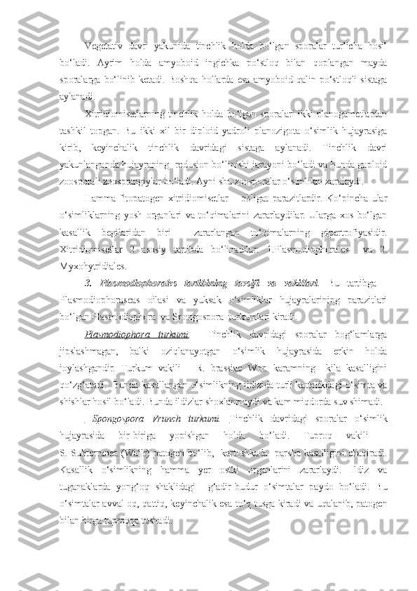 Vegetativ   davri   yakunida   tinchlik   holda   bo‘lgan   sporalar   turlicha   hosil
bo‘ladi.   Ayrim   holda   amyoboid   ingichka   po‘stloq   bilan   qoplangan   mayda
sporalarga   bo‘linib   ketadi.   Boshqa   hollarda   esa   amyoboid   qalin   po‘stloqli   sistaga
aylanadi.
Xitridiomisetlarning   tinchlik   holda   bo‘lgan   sporalari   ikki   planogametlardan
tashkil   topgan.   Bu   ikki   xil   bir   diploid   yadroli   planozigota   o‘simlik   hujayrasiga
kirib,   keyinchalik   tinchlik   davridagi   sistaga   aylanadi.   Tinchlik   davri
yakunlanganda hujayraning   redusion bo‘linishi jarayoni bo‘ladi va bunda gaploid
zoosporali zoosprangiylar bo‘ladi. Ayni shu zoosporalar o‘simlikni zaralaydi.
Hamma   fitopatogen   xitridiomisetlar   –   obligat   parazitlardir.   Ko‘pincha   ular
o‘simliklarning   yosh   organlari   va   to‘qimalarini   zararlaydilar.   Ularga   xos   bo‘lgan
kasallik   begilaridan   biri     zararlangan   to‘qimalarning   gipertrofiyasidir.
Xitridiomisetlar   2   asosiy   tartibda   bo‘linadilar:   1.Plasmodiophorales     va   2 .
Myxohytridiales .
3.   Plasmodiophorales   tartibining   tavsifi   va   vakillari .   Bu   tartibga   -
Plasmodiophoraseas   oilasi   va   yuksak   o‘simliklar   hujayralarining   parazitlari
bo‘lgan Plasmodiophora  va Spongospora  turkumlari kiradi.
Plasmodiophora   turkumi .     Tinchlik   davridagi   sporalar   bog‘lamlarga
jipslashmagan,   balki   oziqlanayotgan   o‘simlik   hujayrasida   erkin   holda
joylashgandir.   Turkum   vakili   –   R.   brassiae   Wor.   karamning     kila   kasalligini
qo‘zg‘atadi.   Bunda kasallangan o‘simlikning ildizida turli kattalikdagi o‘simta va
shishlar hosil bo‘ladi. Bunda ildizlar shoxlanmaydi va kam miqdorda suv shimadi.
  Spongospora   Vrunch   turkumi.   Tinchlik   davridagi   sporalar   o‘simlik
hujayrasida   bir-biriga   yopishgan   holda   bo‘ladi.   Tuproq   vakili   –
S. Subterranea (Wallr)  patogen bo‘lib,   kartoshkada    parsha  kasalligini  chaqiradi.
Kasallik   o‘simlikning   hamma   yer   ostki   organlarini   zararlaydi.   Ildiz   va
tuganaklarda   yong‘oq   shaklidagi     g‘adir-budur   o‘simtalar   paydo   bo‘ladi.   Bu
o‘simtalar avval oq, qattiq, keyinchalik esa to‘q tusga kiradi va uqalanib, patogen
bilan birga tuproqqa tushadi. 