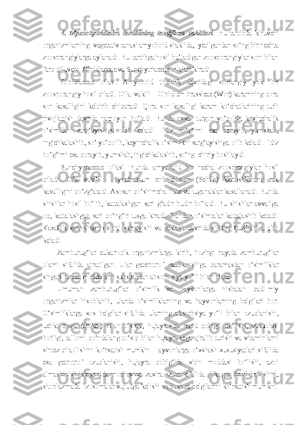 4.   Myxochytridiales   tartibining   tavsifi   va   vakillari .   Bu   tartibda   kiruvchi
organizmlarning  vegetativ tanasi amyoboid shaklida,  yetilgandan so‘ng bir nechta
zoosprangiylarga aylanadi. Bu  tartibga hosil bo‘ladigan zoosporangiylar soni bilan
farq qiluvchi  Olpidiaceae va Sunchytriaceae oilalari kiradi.
Olpidiaceae   oilasi.   Amyoboid   tinchlik   davridagi   sporangiy   yoki   bir
zoosporangiy hosil qiladi. Oila  vakili – Olpidium brassicae (Wor) karamning qora
son   kasalligini   keltirib   chiqaradi.   Qora   son   kasalligi   karam   ko‘chatlarining   turli
rivojlanish   davrida   namoyon   bo‘ladi.   Bunda   avval   turgor   yo‘qolib,   keyinchalik
o‘simlikni   sarg‘ayishiga   olib   keladi.   Ildiz   bo‘g‘imi   esa   qorayib,   yumshab,
ingichkalashib, so‘ yo‘qolib, keyinchalik o‘simlikni sarg‘ayishiga olib keladi. Ildiz
bo‘g‘imi esa qorayib, yumshab, ingichkalashib, so‘ng  chiriy boshlaydi.
Sunchytriaceae   oilasi.   Bunda   amyoboid   bir   necha   zoosprangiylar   hosil
qiladi.   Oila   vakili   –   Synchptrium   enboditicum   (Schilb)   kartoshkaning   rak
kasalligini qo‘zg‘atadi. Asosan qo‘shimcha ildiz va tuganaklar kasallanadi. Bunda
shishlar   hosil   bo‘lib,   kattalashgan   sari   g‘adir-budir   bo‘ladi.   Bu   shishlar   avvaliga
oq,   kattalashgan   sari   qo‘ng‘ir   tusga   kiradi.   Bundan   o‘simtalar   kattalashib   ketadi.
Kasallik   kartoshka   hosilini   kamayishi   va   saklash   davrida   sifatini   buzilishiga   olib
keladi.
Zamburug‘lar   eukariotik   organizmlarga   kirib,   hozirgi   paytda   zamburug‘lar
olami   sifalida   ajratilgan.   Ular   getcrotrof   ozuqlanishiga   qaramasdan   o‘simliklar
singari ozuqa moddalarni substratdan absorb-siya yo‘li bilan oladi.
Umuman   zamburug‘lar   o‘simlik   va   hayvonlarga   nisbatan   qadi-miy
organizmlar   hisoblanib,   ularda   o‘simliklarning   va   hayvonlarning   belgilari   bor.
O‘simliklarga   xos   belgilar   sifalida   ularning   absorbsiya   yo‘li   bilan   ozuqlanishi,
uchki   qismi   (apikal)   bilan   o‘sishi,   hujayrasida   regid   qobig‘i   bo‘lishi,   vakuolasi
borligi, tallomi qo‘ndalang to‘siq bi lan hujayralarga ajralib turishi va vitaminlarni
sintez qilaolishini ko‘rsatish mumkin. Hayvonlarga o‘xshash xususiyatlari sifalida
esa   getrotrof   ozuqlanishi,   hujayra   qobig‘ida   xitin   moddasi   bo‘lishi,   azoi
almashinish jarayonida mochevina. zaxira ozuqa sifalida glikogen ho sil bo‘lishini,
sitoplazmada lizosomalar vujudga kclishi va boshqa bclgilarini ko‘rsatish mumkin. 