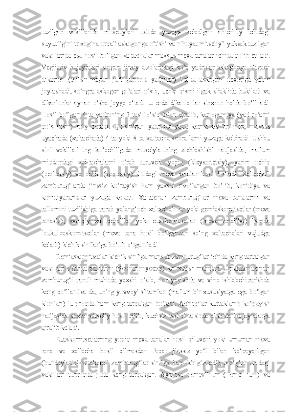 tuzilgan   vakillarida   mitscliylari   uslida   yuzaga   keladigan   anteridiy   ichidagi
suyuqligini trixogina orqali askogonga o‘tishi va nihoyat mitseliyli yuksak tuzilgan
vakillarida esa hosil bo‘lgan xaltachalar maxsus meva tanalar ichida qolib etiladi.
Vegiiativ   hujayralari   singari   jinsiy   a'zolaridagi   ko‘p   yadrolar   askogonga   o‘tgach
dikarion   (qo‘shilmagan   juft   gaploid   yadrolar)   holda   askogon   devoriga   yaqin
joylashadi,  so‘ngra  askogen  gifalari  o‘sib,  uchki  qismi   ilgak   sliaklida  bukiladi  va
dikarionlar   aynan   o‘sha   joyga   o‘tadi.   U   erda   dikarionlar   sinxron   holda   bo‘linadi.
Hosil   bo‘lgan   4   ta   yadroning   2   tasi   lo‘siq   bilan   ajralib,   kariogamiya   (yad-roiarni
qo‘shilishi)   ro‘y   bcradi.   Qo‘shilgan   yadrolar   yana   ketma-ket   bo‘linib,   maxsus
uyachada (xaltachada) 4 ta yoki 8 ta xaJtacha spora-larni yuzaga keltiradi. Ushbu
sinf   vakillarining   ko‘pchiligida   mitseiylarining   zichlashishi   natijasida,   ma'lum
miqdordagi   xal-tachalarni   o‘rab   turuvchi   yopiq   (kleystotetsiy),   yarim   ochiq
(peritetsiy)   va   ochiq   (apotetsiy)   tipidagi   meva   tanalar   hosil   bo‘ladi.   Xaltachali
zamburug‘Iarda   jinssiz   ko‘payish   ham   yaxshi   rivojlangan   bo‘Iib,   konidiya   va
konidiyabandlar   yuzaga   keladi.   Xaltachali   zamburug‘lar   meva   tanalarini   va
tallomini tuzilishiga qarab yalang‘och xal tachali lar yoki gemiaskomitsetlar (meva
tanasiz),   xaqiqiy   xal-tachalilar   yoki   cuaskomitsetlar   (meva   tanalilar)   hamda
loukuloaskomitsetlar   (meva   tana   hosil   bo‘lgandan   so‘ng   xaltachalari   vujudga
keladi) kichik sinflariga bo‘Iib o‘rganiladi.
Gemiaskomitsetlar kichik sinfiga mansub zamburug‘lar ichida keng tarqalgan
vakillari  sifatida   achitqini   (Sccharomycetes)  ko‘rsatish   mumkin.  Umuman  achitqi
zamburug‘i   qantli   muhitda   yaxshi   o‘sib,   non   yopishda   va   vino   ishlabchiqarishda
keng qo‘llanilsa-da, uning yovvoyi shtamlari (ma'lum bir xususiyatga cga bo‘lgan
klonlari)   lu-proqda   ham   keng   tarqalgan   bo‘ladi.   Achitqilar   kurtaklanib   ko‘payish
natijasida   soxta   mitseliy   hosil   qilib,   kuchsiz   tashqi   ta'sirda   alohida   hu-jayralarga
ajralib keladi.
Euaskomitsetlarning   yopiq   meva   tanalar   hosil   qiluvchi   yoki   umuman   meva
tana   va   xallacha   hosil   qilmasdan   faqat   jinssiz   yo‘l   bilan   ko‘payadigan
(bundaylarini   notakomil   zamburug‘lar   sinfiga   ham   kir-giziladi),   mo‘g‘or   tipidagi
vakillari   tuproqda   juda   keng   tarqalgan.   Ayniqsa   penitsillium   (Penicillium)   va 