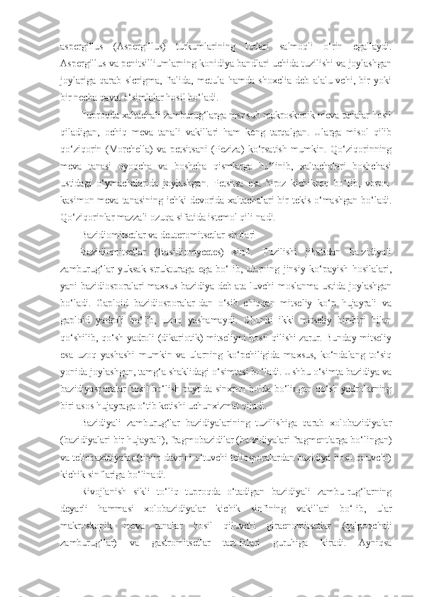 aspergillus   (Aspergillus)   turkumlarining   lurlari   salmoqli   o‘rin   cgallaydi.
Aspergillus va penitsilliumlarning konidiya bandlari uchida tuzilishi va joylashgan
joylariga   qarab   slcrigma,   fialida,   metula   hamda   shoxclia   deb   alalu-vchi,   bir   yoki
bir necha qavat o‘simlalar hosil bo‘ladi.
Tuproqda xaltachali zamburug‘larga mansub makroskopik meva tanalar hosil
qiladigan,   ochiq   meva   tanali   vakillari   ham   keng   tarqalgan.   Ularga   misol   qilib
qo‘ziqorin   (Morchella)   va   petsitsani   (Peziza)   ko‘rsatish   mumkin.   Qo‘ziqorinning
meva   tanasi   oyoqcha   va   boshcha   qismlarga   bo‘linib,   xaltachalari   boshchasi
ustidagi   o‘ymachalarida   joylashgan.   Petsitsa   esa   biroz   kichikroq   bo‘Iib,   voron-
kasimon meva tanasining ichki  devorida xaltachalari  bir tekis o‘mashgan bo‘ladi.
Qo‘ziqorinlar mazzali ozuqa sifatida istcmol qili-nadi.
Bazidiomitsctlar va deuteromitsetlar sinflari
Bazidiomitsetlar   (Basidiomycetes)   sinfi.   Tuzilishi   jihatidan   ba-zidiyali
zamburug‘lar   yuksak   strukturaga   ega   bo‘Iib,   ularning   jinsiy   ko‘payish   hosilalari,
yani bazidiosporalari maxsus bazidiya deb ata-luvchi moslanma ustida joylashgan
bo‘ladi.   Gaploid   bazidiosporalar-dan   o‘sib   chiqqan   mitseliy   ko‘p   hujayrali   va
gaploid   yadroli   bo‘Iib,   uzoq   yashamaydi.   Chunki   ikki   mitseliy   bir-biri   bilan
qo‘shilib, qo‘sh yadroli (dikariotik) mitseliyni hosil qilishi zarur. Bunday mitseliy
esa   uzoq   yashashi   mumkin   va   ularning   ko‘pchiligida   maxsus,   ko‘ndalang   to‘siq
yonida joylashgan, tamg‘a shaklidagi o‘simtasi bo‘ladi. Ushbu o‘simta bazidiya va
bazidiyasporalar  hosil  bo‘lish paytida sinxron holda bo‘lingan qo‘sh yadrolarning
biri asos hujayraga o‘tib ketishi uchunxizmat qiladi.
Bazidiyali   zamburug‘lar   bazidiyalarining   tuzilishiga   qarab   xolobazidiyalar
(bazidiyalari bir hujayrali), fragmobazidilar (ba-zidiyalari fragmentlarga bo‘lingan)
va teliobazidiyalar (tinim davrini o‘tuvchi teliosporalardan bazidiya hosil qiluvchi)
kichik sinflariga bo‘linadi.
Rivojlanish   sikli   to‘liq   tuproqda   o‘tadigan   bazidiyali   zambu-rug‘larning
deyarli   hammasi   xolobazidiyalar   kichik   sinfining   vakil lari   bo‘Iib,   ular
makroskopik   meva   tanalar   hosil   qiluvchi   giraenomitsetlar   (qalpoqchali
zamburug‘lar)   va   gastromitsetlar   tart-iblari   guruhiga   kiradi.   Ayniqsa 