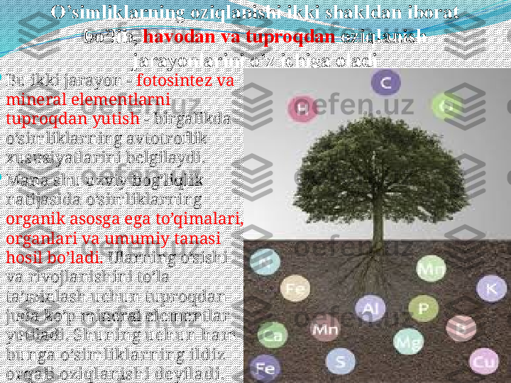 O’simliklarning oziqlanishi ikki shakldan iborat 
bo’lib,  havodan va tuproqdan  oziqlanish 
jarayonlarini o’z ichiga oladi

Bu ikki jarayon -  fotosintez va 
mineral elementlarni 
tuproqdan yutish  - birgalikda 
o’simliklarning avtotroflik 
xususiyatlarini belgilaydi. 

Mana shu uzviy bog’liqlik 
natijasida o’simliklarning 
organik asosga ega to’qimalari, 
organlari va umumiy tanasi 
hosil bo’ladi.  Ularning o’sishi 
va rivojlanishini to’la 
ta’minlash uchun tuproqdan 
juda ko’p mineral elementlar 
yutiladi.  Shuning uchun ham 
bunga o’simlik larning ildiz 
orqali oziqlanishi deyiladi.  