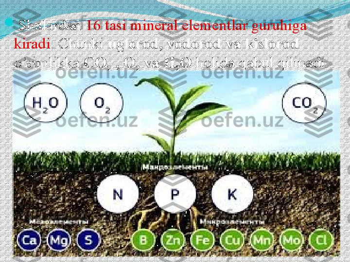 
Shulardan  16 tasi mineral elementlar guruhiga 
kiradi . Chunki  uglerod, vodorod va kislorod  
o’simlikka  CO
2  , O
2  va H
2 O  holida qabul qilinadi  