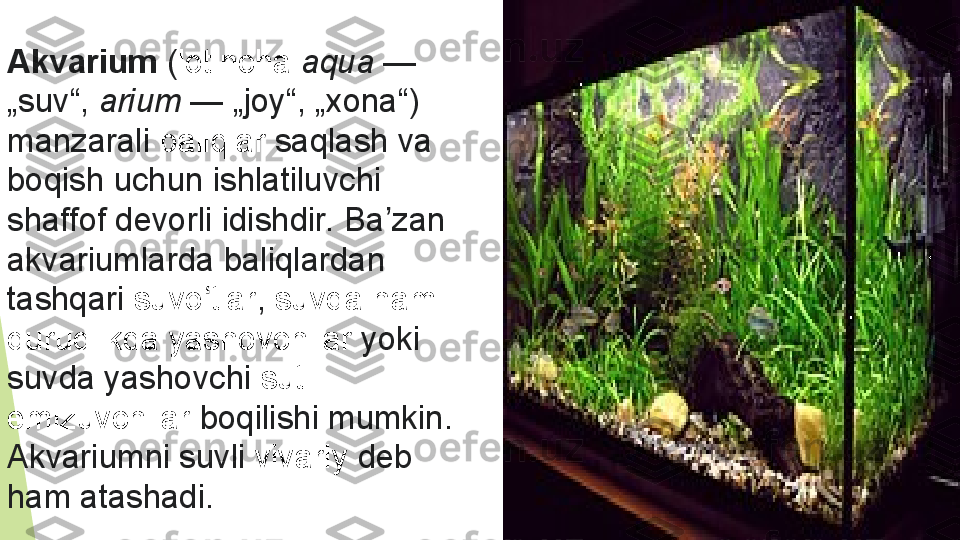 Akvarium  ( lotincha   aqua  — 
„suv“,  arium  —	
 „joy“,	 „xona“)	 
manzarali  baliqlar  saqlash	
 va	 
boqish	
 uchun	 ishlatiluvchi	 
shaffof	
 devorli	 idishdir.	 Ba zan	 	ʼ
akvariumlarda	
 baliqlardan	 
tashqari  suvo tlar	
ʻ ,  suvda	 ham	 
quruqlikda	
 yashovchilar  yoki	 
suvda	
 yashovchi  sut	 
emizuvchilar  boqilishi	
 mumkin.	 
Akvariumni	
 suvli  vivariy  	deb	 
ham	
 atashadi.         