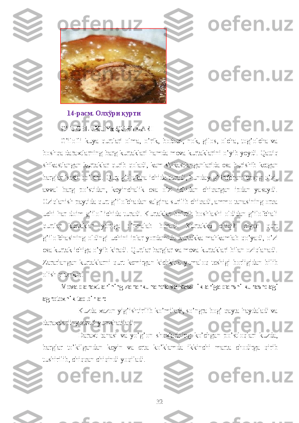 G’ILOFLI KUYa QURTLARI 
G’ilofli   kuya   qurtlari   olma,   o’rik,   bodom,   nok,   gilos,   olcha,   tog’olcha   va
boshqa daraxtlarning barg kurtaklari hamda meva kurtaklarini o’yib yeydi.   Qattiq
shikastlangan  kurtaklar  qurib  qoladi,  kam   shikastlanganlarida   esa   burishib   ketgan
barglar   hosil   bo’ladi.   Qurt   g’ilofcha   ichida   turadi,   bunday   g’ilofchani   uning   o’zi,
avval   barg   po’stidan,   keyinchalik   esa   o’zi   ichidan   chiqargan   ipdan   yasaydi.
Oziqlanish paytida qurt g’ilofchadan salgina surilib chiqadi, ammo tanasining orqa
uchi   har   doim   g’ilof   ichida   turadi.  Kurtaklar   bo’rtib   boshlashi   oldidan   g’ilofchali
qurtlar   kurtaklar   yoniga   o’rmalab   boradi.   Kurtakka   chiqib   olgan   qurt
g’ilofchasining   oldingi   uchini   iplar   yordamida   kurtakka   mahkamlab   qo’yadi,   o’zi
esa kurtak ichiga o’yib kiradi. Qurtlar barglar va meva kurtaklari bilan oziqlanadi.
Zararlangan   kurtaklarni   qurt   kemirgan   kichkina   yumaloq   teshigi   borligidan   bilib
olish mumkin. 
Meva daraxtlarining zararkunanda va kasalliklariga qarshi kurashdagi
agrotexnik tadbirlar:  
- Kuzda xazon yig’ishtirilib ko’miladi, so’ngra bog’ qayta haydaladi va
daraxtlariing atrofi yumshatiladi. 
- Daraxt   tanasi   va   yo’g’on   shoxlarining   ko’chgan   po’stloqlari   kuzda,
barglar   to’kilgandan   keyin   va   erta   ko’klamda   ikkinchi   marta   chodirga   qirib
tushirilib, chiqqan chiqindi yoqiladi. 
32  
14- расм. Олхўри қурти
  