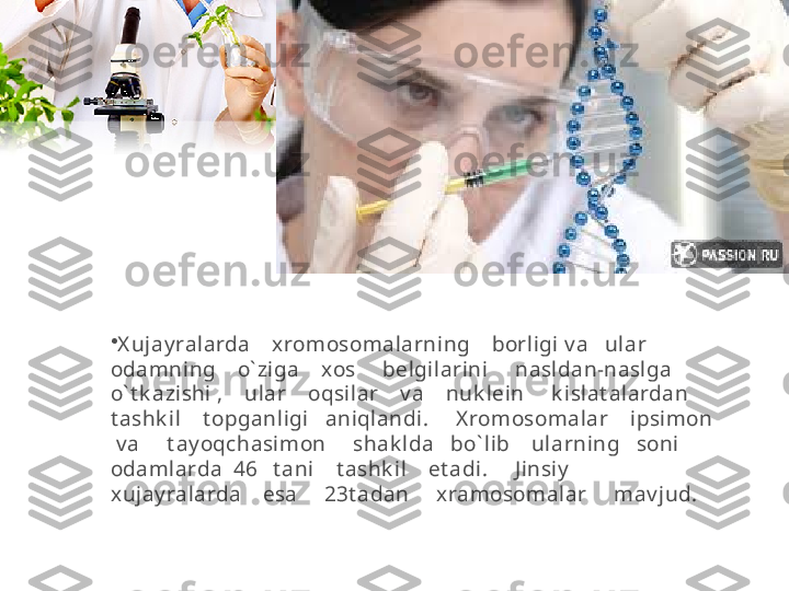 •
X ujay ralarda    xromosomalarning    borligi v a   ular    
odamning    o` ziga    xos     belgilarini     nasldan-naslga     
o` t k azishi ,    ular    oqsilar    v a    nuk lein     k islat alardan    
t ashk il    t opganligi   aniqlandi.     X romosomalar    ipsimon   
 v a     t ay oqchasimon     shak lda   bo` lib    ularning   soni    
odamlarda  46   t ani    t ashk il    et adi.     J insiy      
xujay ralarda    esa     23t adan     xramosomalar     mav jud.  