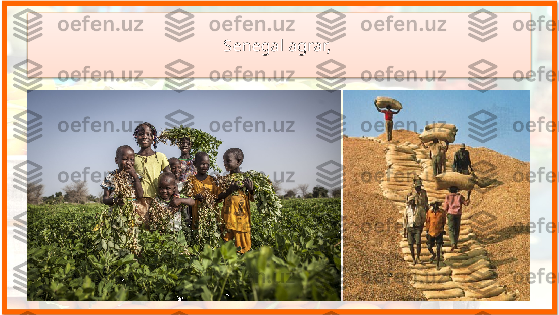 Senegal agrar,    