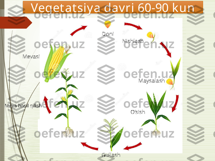 Veget at siy a dav ri 60-90 k un
NishlashDoni
O’sish Maysalash
GullashMeva hosil qilish Mevasi               