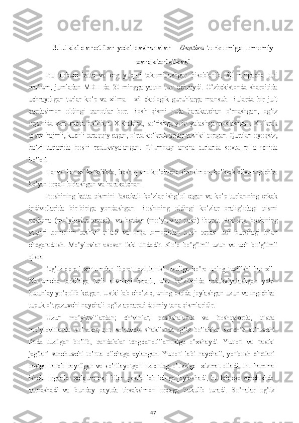 3 .1.Ikki qanotlilar yoki pashshalar –   Deptira  turkumiga umumiy
xarakteristikasi
Bu   turkum   katta   va   eng   yuqori   takomillashgan   hisoblanib,   80   mingacha   turi
ma’lum,   jumladan   MDH   da   20   mingga   yaqin   turi   uchraydi.   O’zbekistonda   sharoitida
uchraydigan   turlar   ko’p   va   xilma   -   xil   ekologik   guruhlarga   mansub.   Bularda   bir   juft
pardasimon   oldingi   qanotlar   bor.   Bosh   qismi   juda   harakatchan   o’rnashgan,   og’iz
organida xartumcha bo’lib, u X shaklda, so’rishga yoki yalashga moslashgan. Ko’krak
qismi hajmli, kuchli taraqqiy etgan, o’rta ko’kraklardan tashkil topgan. Qurtlari oyoqsiz,
ba’zi   turlarida   boshi   reduksiyalangan.   G’umbagi   ancha   turlarda   soxta   pilla   ichida
bo’ladi.
Tanasi har xil kattalikda, bosh qismi ko’pincha sharsimon, ko’krak bilan ingichka
bo’yin orqali birlashgan va harakatchan.
Boshining katta qismini fasetkali  ko’zlar ishg’ol  etgan va ko’p turlarining erkak
individlarida   bir-biriga   yondashgan.   Boshining   oldingi   ko’zlar   oralig’idagi   qismi
peshona   (mo’ylovlar   tepasi)     va   betdan   (mo’ylovlar   pasti)   iborat.   Peshona   boshining
yuqori   tomoni ni   tashkil   qiladi   va   orqa   tomon i dan   b o sh   tepasi   uch   burchagi   bilan
chegaradosh.   Mo’ylovlar   asosan   ikki   t i pdadir.   Ko’p   bo’g’imli-uzun   va   uch   bo’g’imli
qisqa.
Og’iz   aprati   xartumdan   iborat,   oziqlanish   usuliga   ko’ra   uning   tuzilishi   har   xil.
Xartumcha   tarkibiga   turli   qismlari   kiradi,   ular   ba’zilarida   reduksiyalashgan   yoki
butunlay yo’qolib ketgan. Ustki lab cho’ziq, uning ostida joylashgan uzun va ingichka
tupuk o’tgazuvchi naychali og’iz apparati doimiy tana qismlaridir. 
Uzun   mo’ylovlilardan;   chivinlar,   pashshalarda   va   boshqalarda,   qisqa
mo’ylovlilarda:   so’nalar,   qon   so’ruvchi   shakllarda   og’iz   bo’laklari   sanchib   so’ruvchi
tipda   tuzilgan   bo’lib,   qandalalar   tengqanotlilarnikiga   o’xshaydi.   Yuqori   va   pastki
jag’lari   sanchuvchi   to’rtta   qilchaga   aylangan.   Yuqori   labi   naychali,   yonbosh   chetlari
pastga  qarab qayrilgan va so’rilayotgan oziqning o’tishiga   xizmat  qiladi. Bu  hamma
ishchi   organlar   xalqum   osti   bilan   pastki   lab   ichiga   joylashadi,   bu   lab   esa   sanchishda
qatnashadi   va   bunday   paytda   tirsaksimon   orqaga   bukulib   turadi.   So’nalar   og’iz
47 