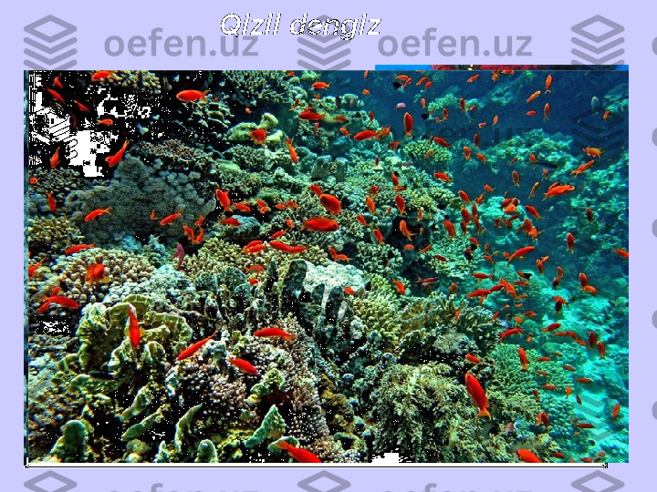    Qizil dengiz 