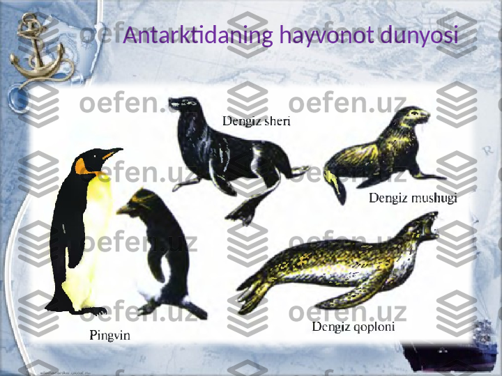 Antarktidaning hayvonot dunyosi 