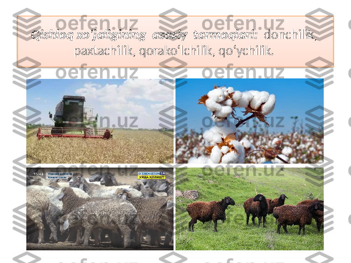 Qishloq xo‘jaligining  asosiy  tarmoqlari:   donchilik,  
paxtachilik, qorako‘lchilik, qo‘ychilik.   