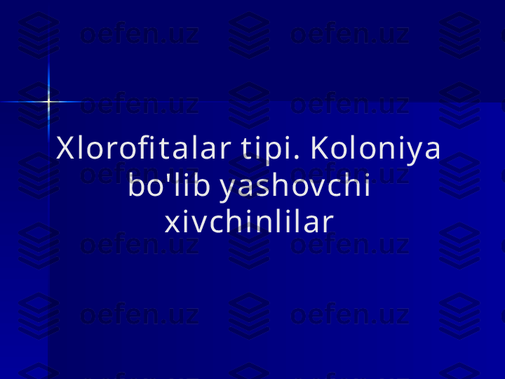 X lorofi t alar t ipi. Koloniy a 
bo'lib y ashov chi 
xiv chinlilar 