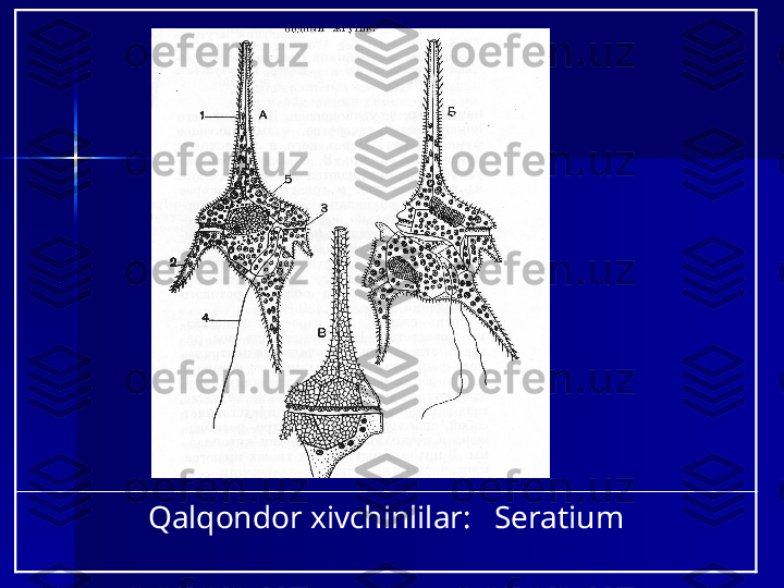 Qalqondor xivchinlilar:   Seratium 