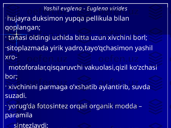 Yashil e vgle na  - Eugle na viride s
-
  hujayra duk simon  yupqa pellikula bilan 
qoplangan ;
-
  tanasi  oldingi uchida  bitta  uzun xivchini  borl;
-
sitoplazmada yirik yadro,tayo‘qchasimon yashil  
xro -
   mo toforalar,qisqaruvchi   vakuolasi , qizil ko‘zchasi 
bor;
-
  xivchinini  parmaga o’xshatib  aylantir ib,   suvda 
suz adi .
-
  yorug‘da fotosintez  orqali   organik modda  –  
paramila
       sintez lay di ;
-
  qorong’ida  suvda erigan  organik moddalar  bilan 
   geterotrof oziqlan adi ;  
-
  ayrim  turlari  ikki xil  (avtotrof,geterotrof) 
oziqlan adi;  
-
  ikki xil usulda oziqlanish  miksotrof  (aralash) 
deyiladi. 